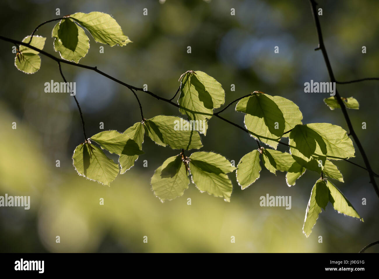 Buche, Rot-Buche, Rotbuche, Fagus sylvatica, Blätter, Blatt, Blätterdach, Blattwerk, Buchenblatt, Buchenblätter, Common Beech, leaf, leaves Stock Photo