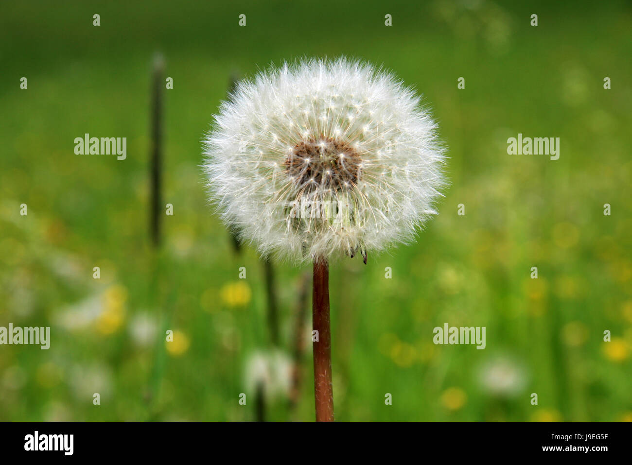 flower meadow, blowball, dandelion, May, meadow, firmament, sky, fly, flies, Stock Photo