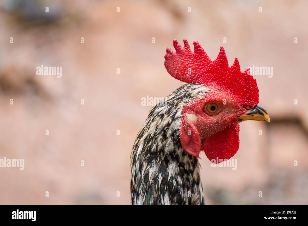 Close-up picture of chicken head Stock Photo