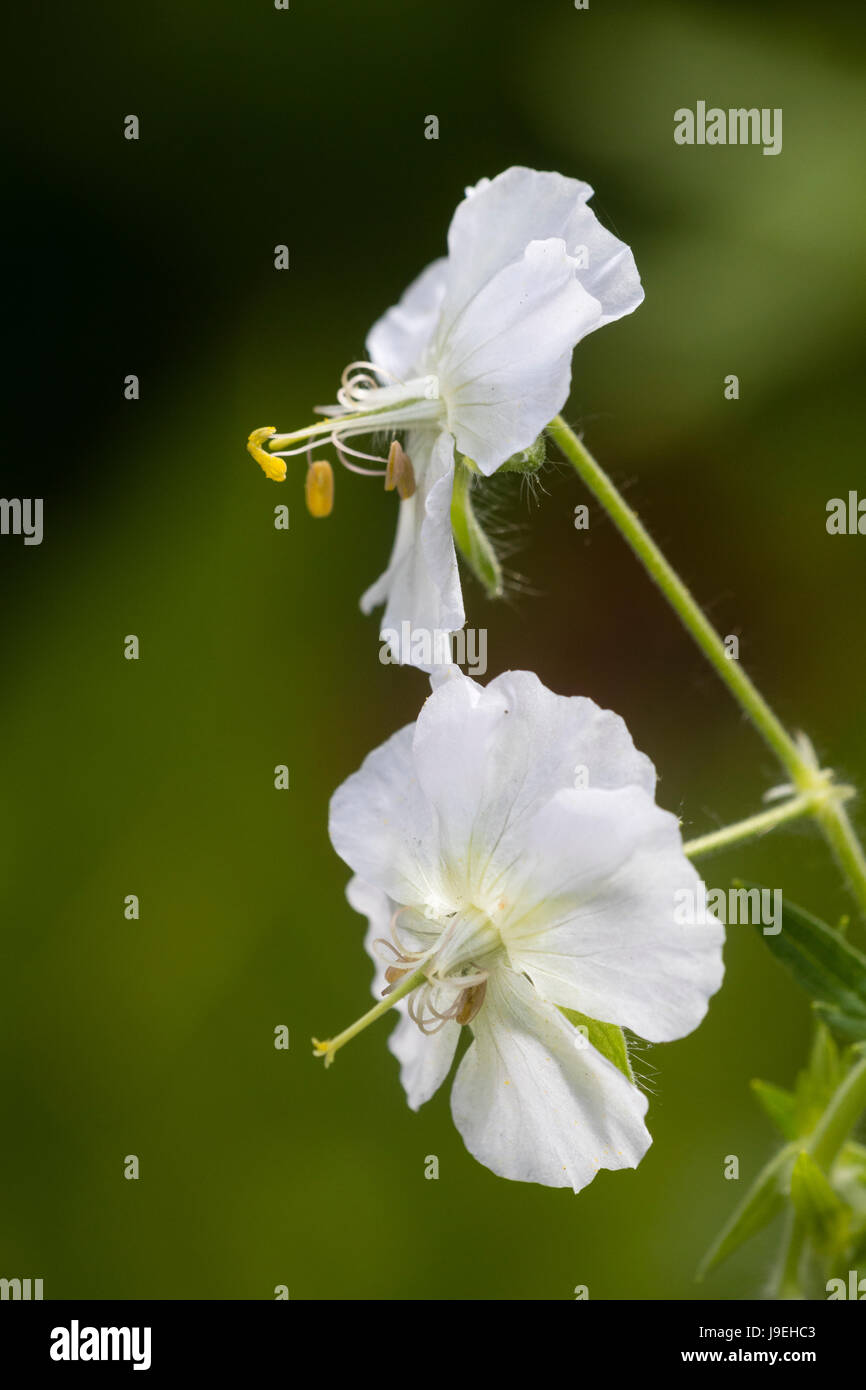 Close up of the small white flowers of the white form of the dusky cranesbill, Geranium phaeum 'Album' Stock Photo