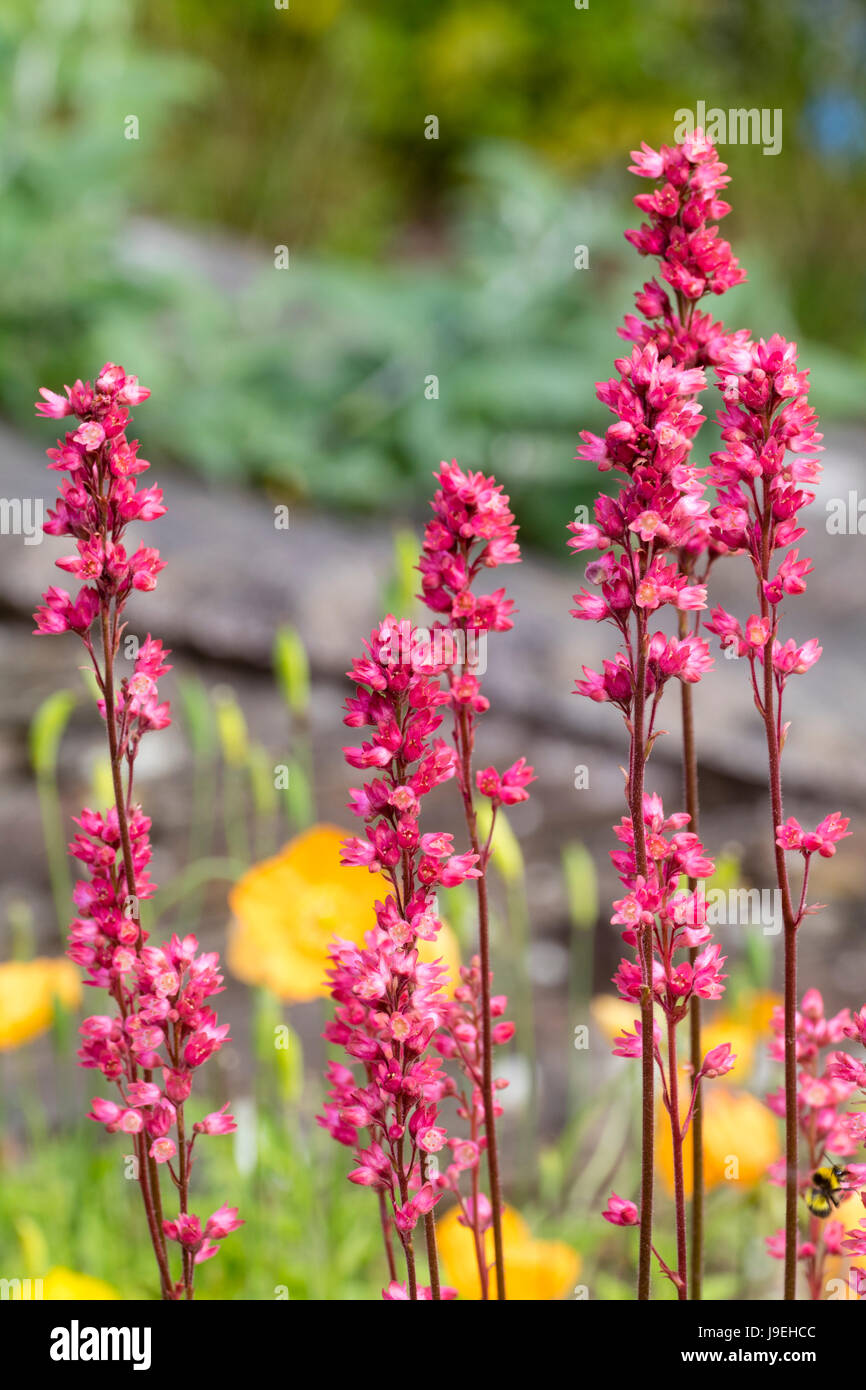 Upright spikes of the red flowered spring blooming hardy perennial, Heuchera 'Apple Crisp' Stock Photo