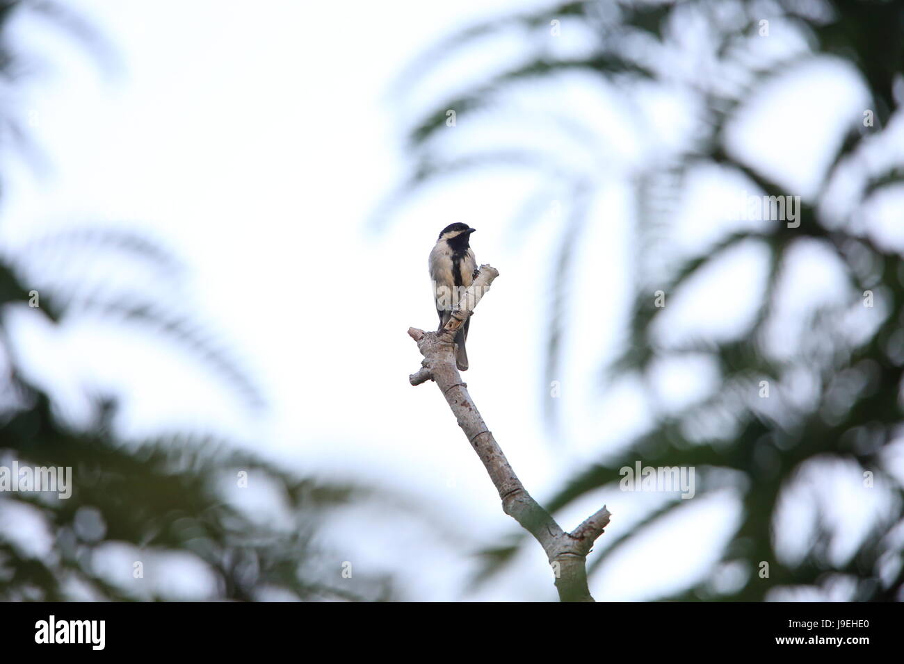 Miombo tit (Melaniparus griseiventris) in Zambia Stock Photo Alamy