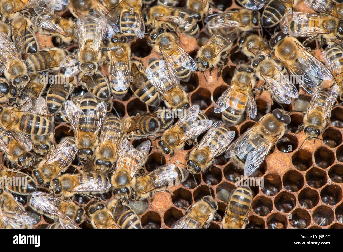 Female worker bee hi-res stock photography and images - Alamy