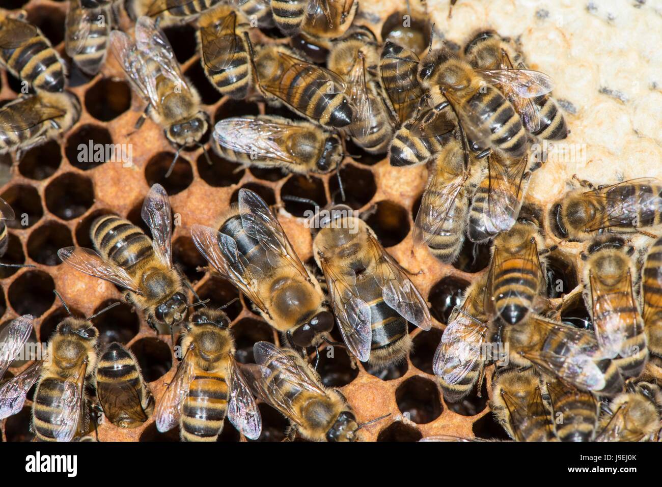 Honey Bee colony showing female worker bees and drones on brood chamber comb. Stock Photo