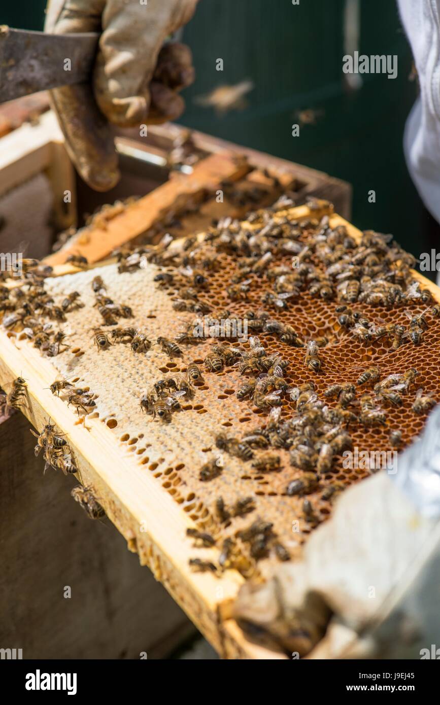 Beekeeper inspecting brood chamber on a honey bee hive Stock Photo Alamy