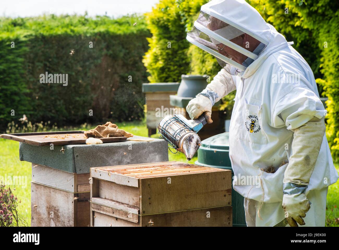 Beekeeper using smoker to pacify bee colony prior to inspection, Norfolk, England, May. Stock Photo