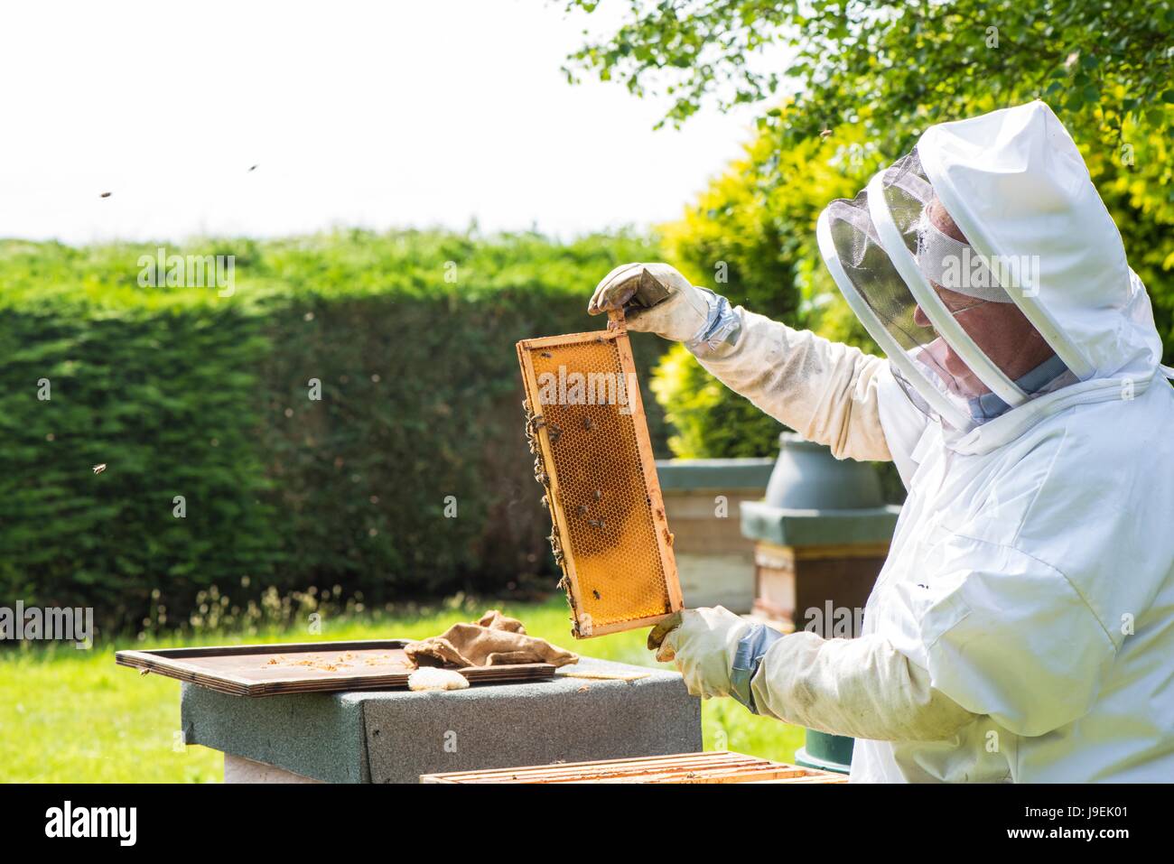 Beekeeper inspecting Honey super on a National style Hive, Norfolk, England, May Stock Photo
