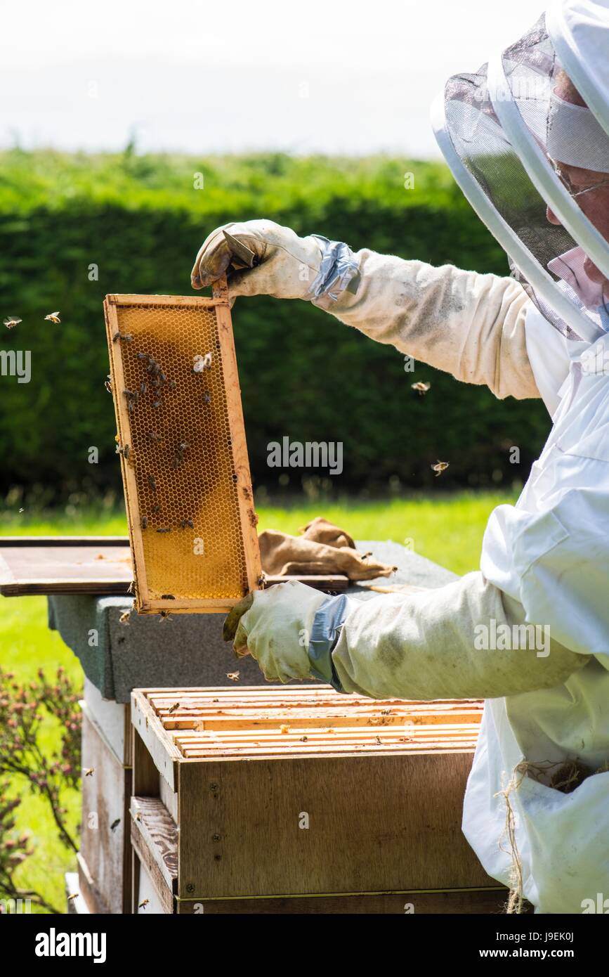 Beekeeper inspecting Honey super on a National style Hive, Norfolk, England, May Stock Photo