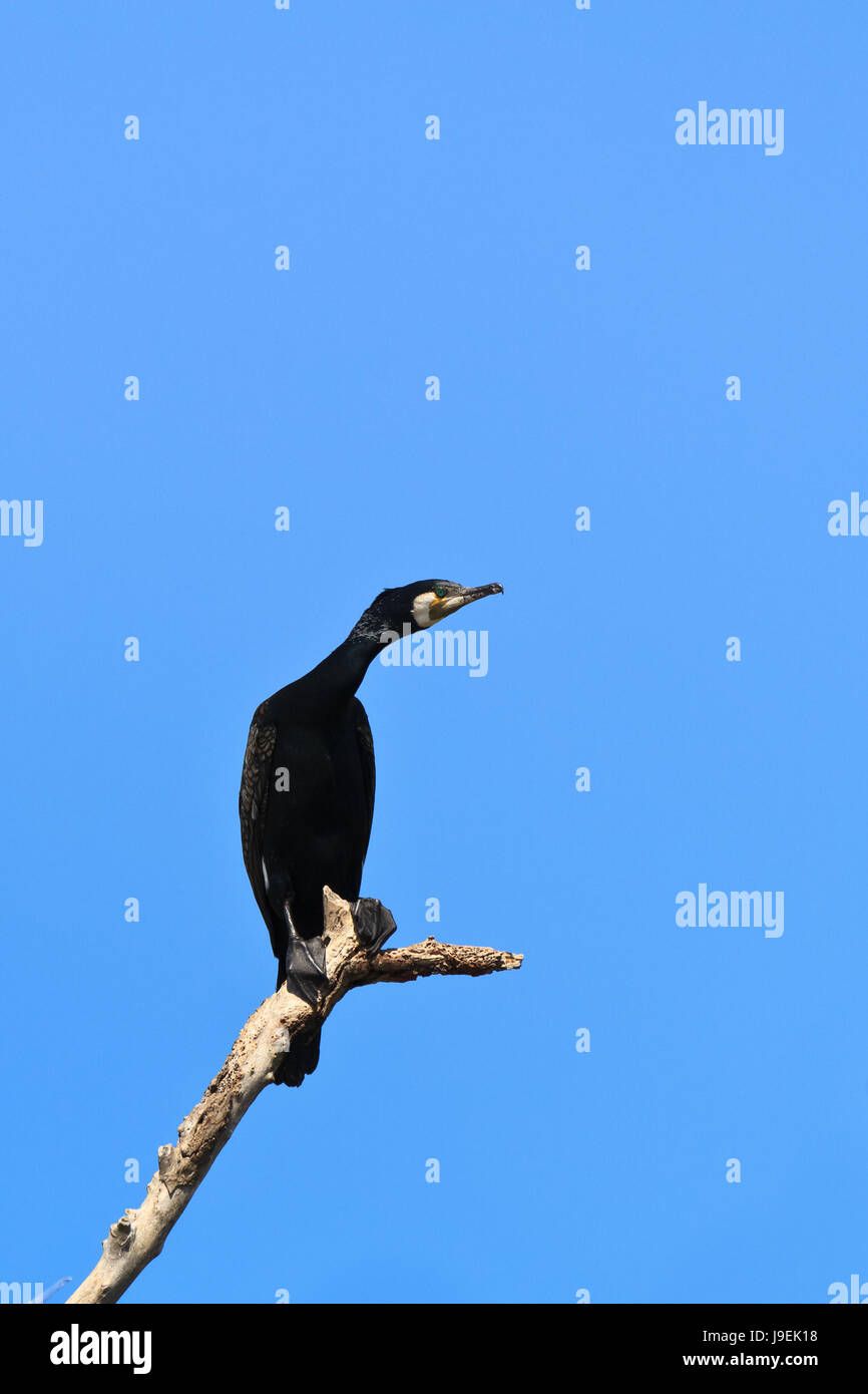 tree, animal, bird, black, swarthy, jetblack, deep black, cormorant ...