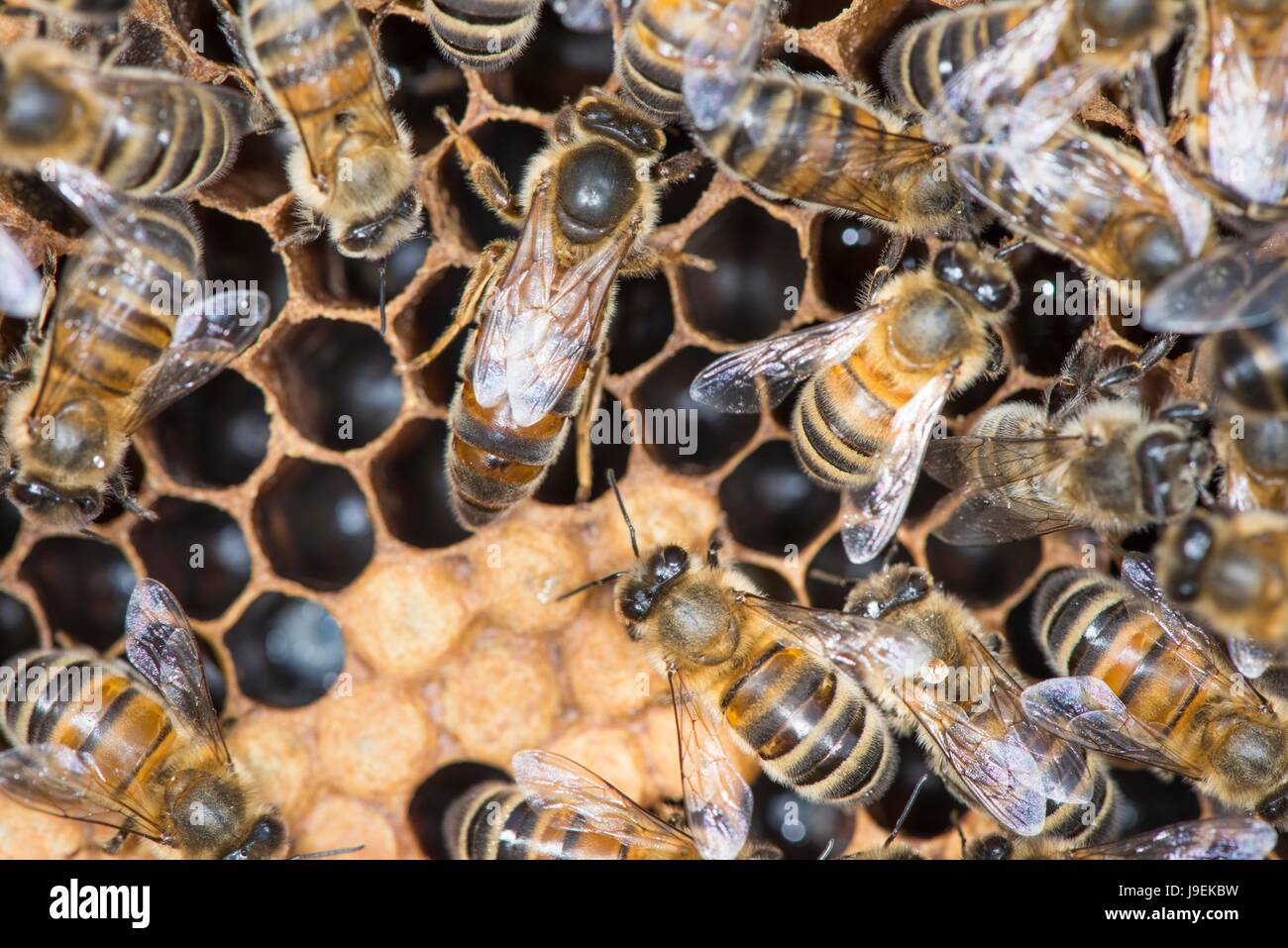 Honey Bee colony showing queen bee & female worker bees on brood chamber comb. Stock Photo