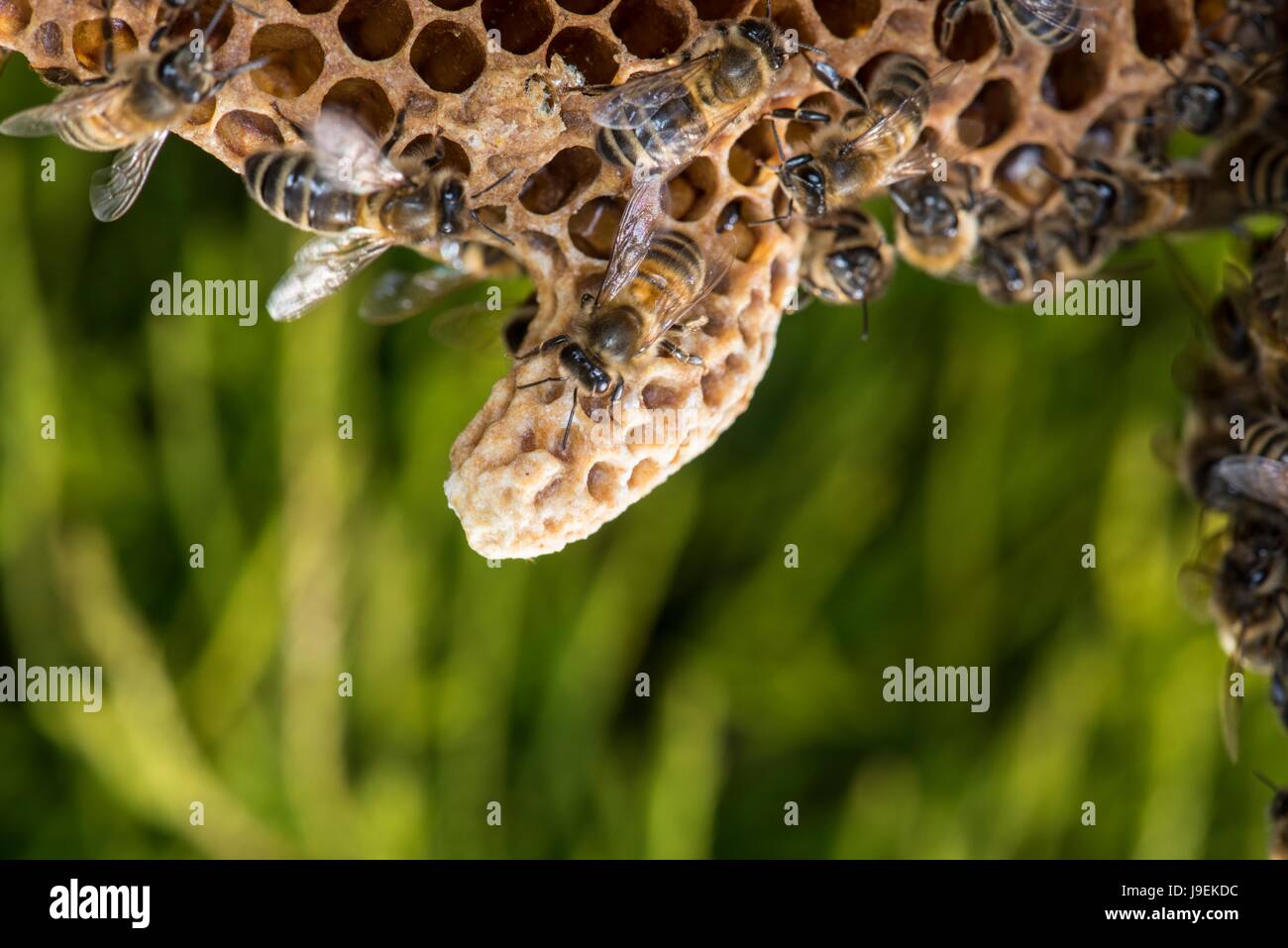 Honey Bee Comb showing Queen Bee cell. Stock Photo