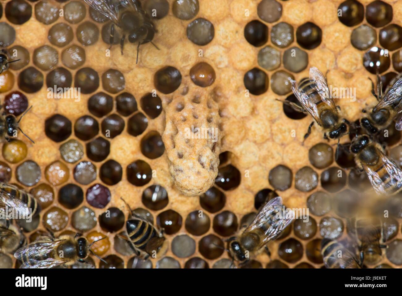 Honey Bee Comb showing Queen Bee cell. Stock Photo