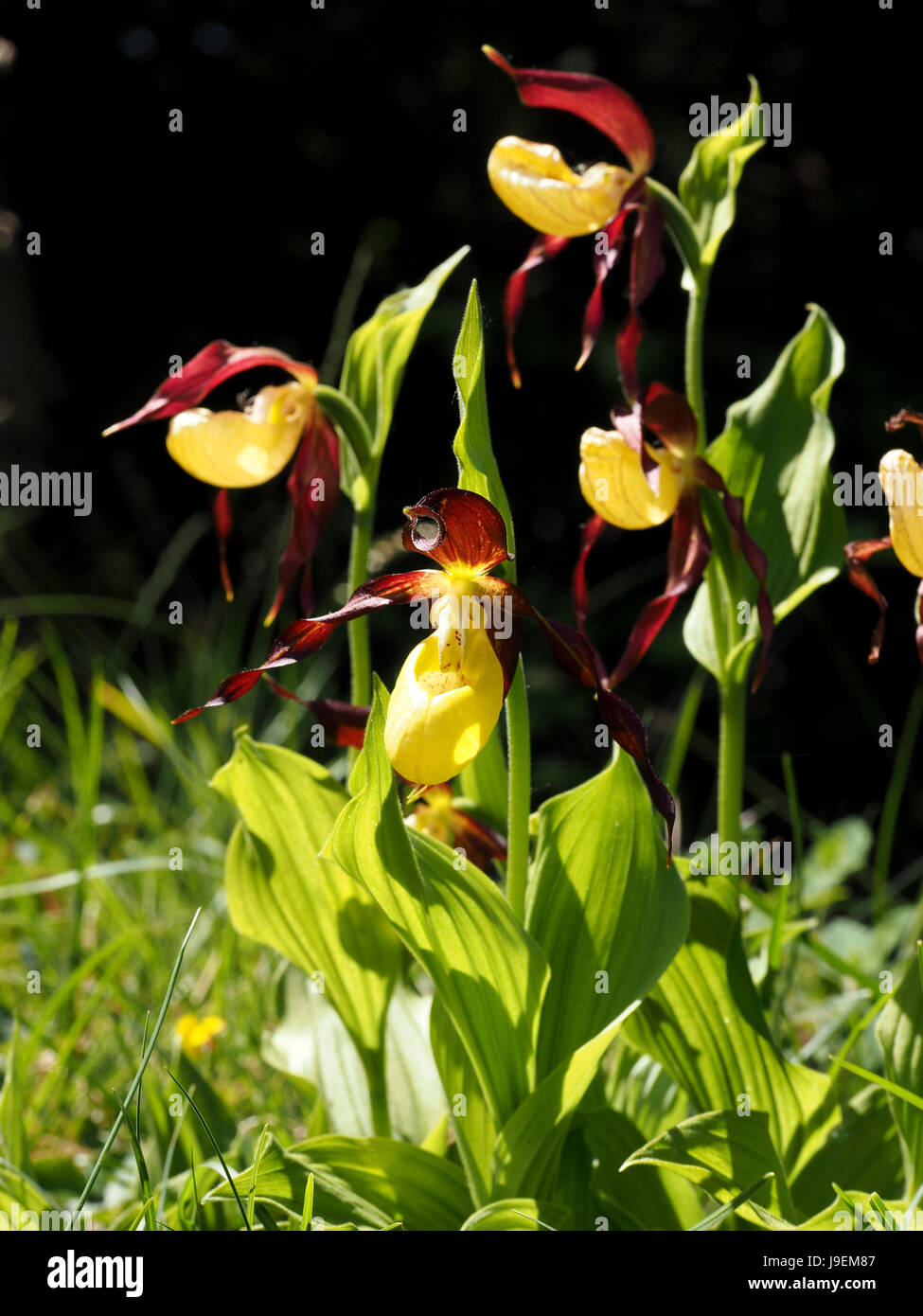 Lady's Slipper Orchid (Cypripedium calceolus) a recently endangered UK