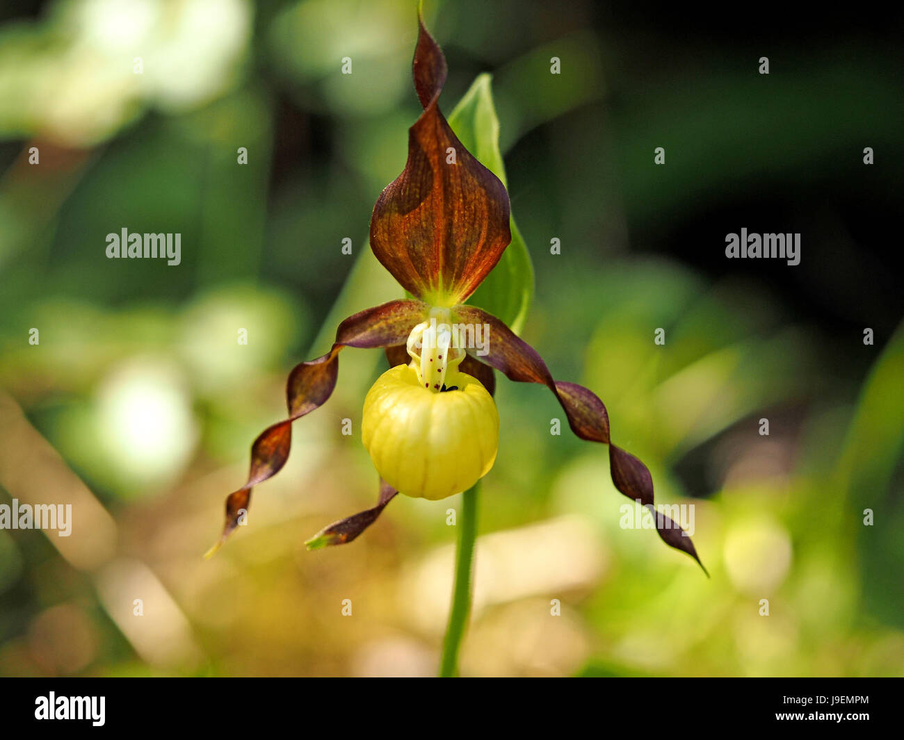 Lady's Slipper Orchid (Cypripedium calceolus) a recently endangered UK