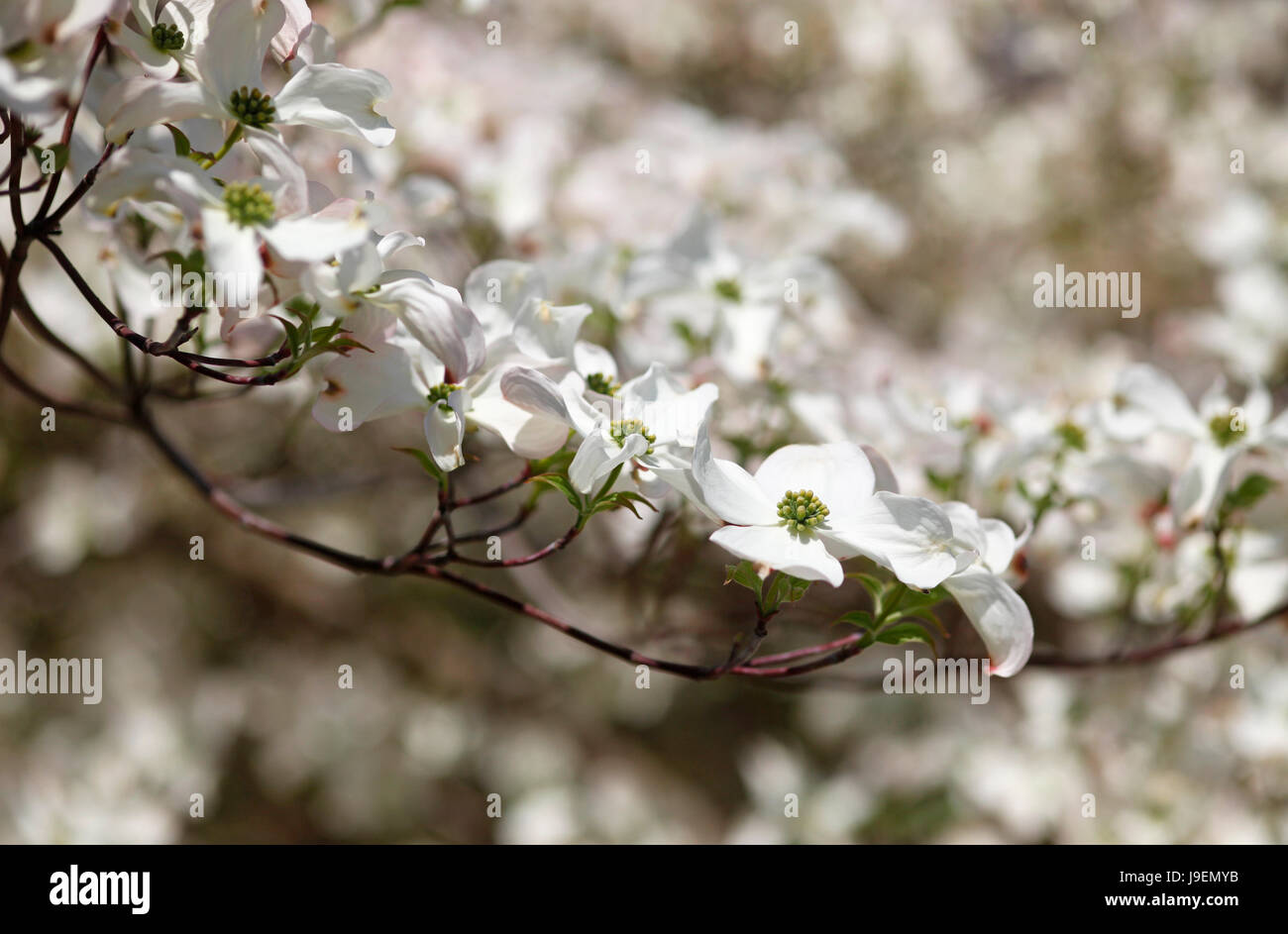 magnolia, tree, park, garden, bloom, blossom, flourish, flourishing, blank, Stock Photo
