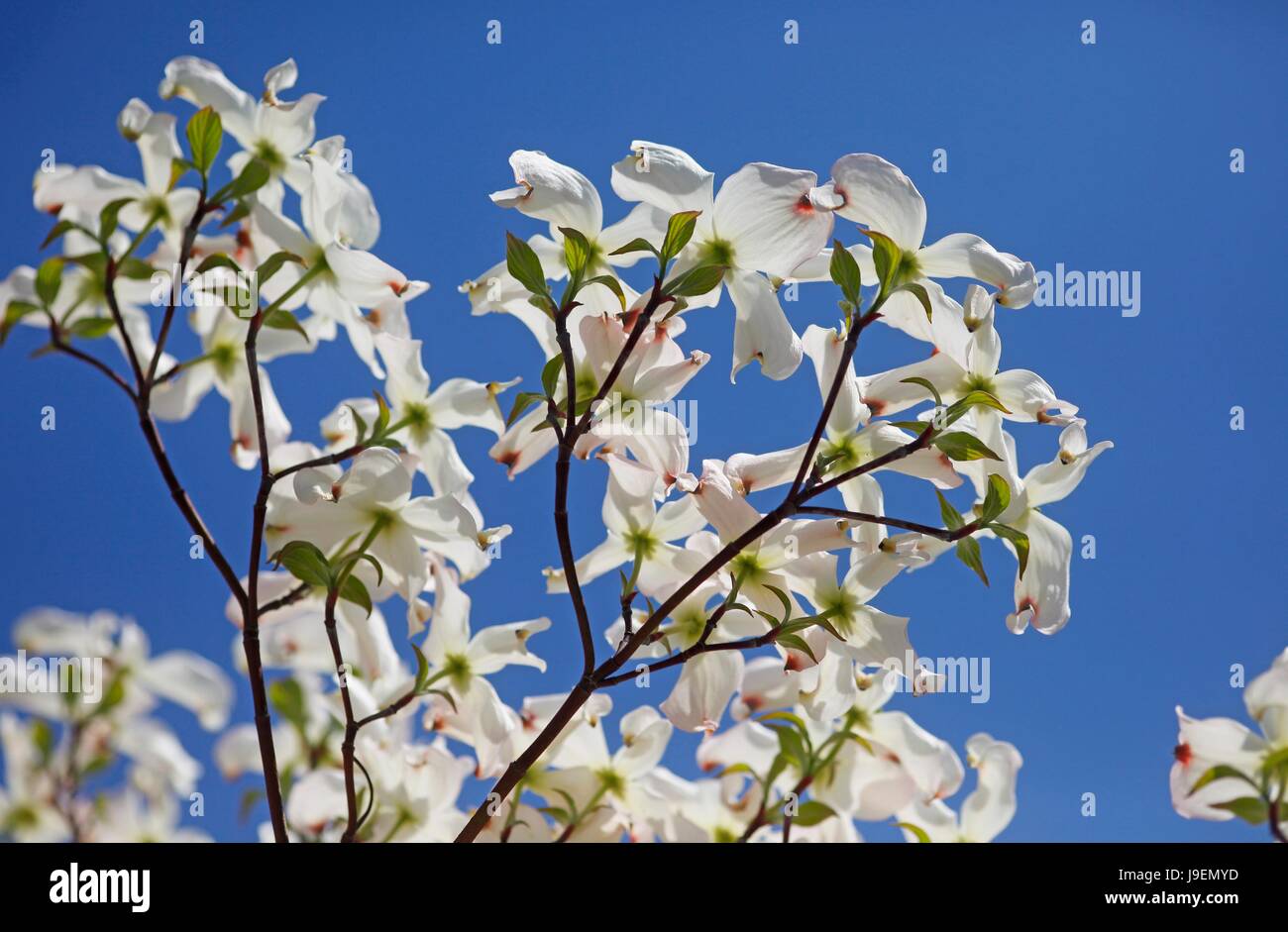 magnolia Stock Photo