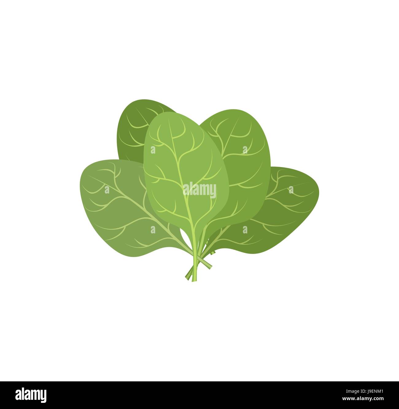 Spinach Leaf Clipart