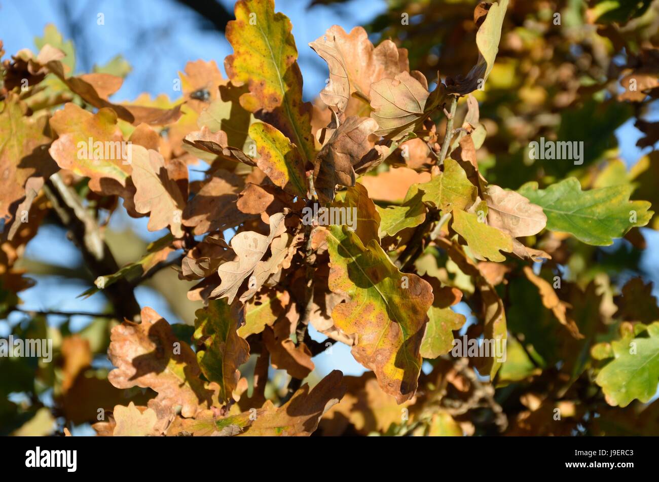 Oak Leaves in Autumn Stock Photo