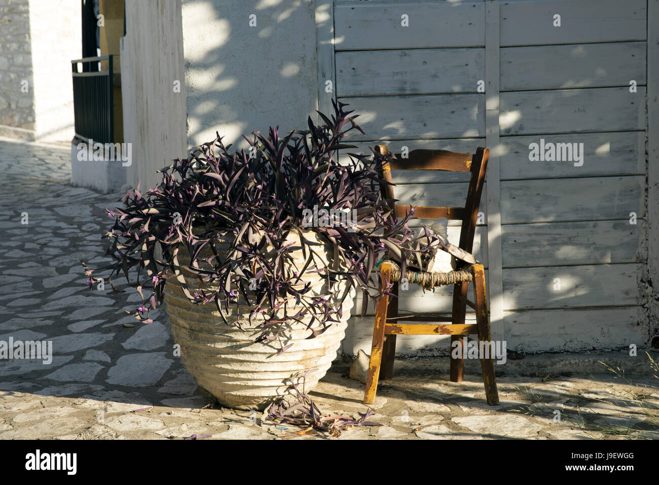 Tradescantia pallida in Spartochori, Meganisi, Greece Stock Photo