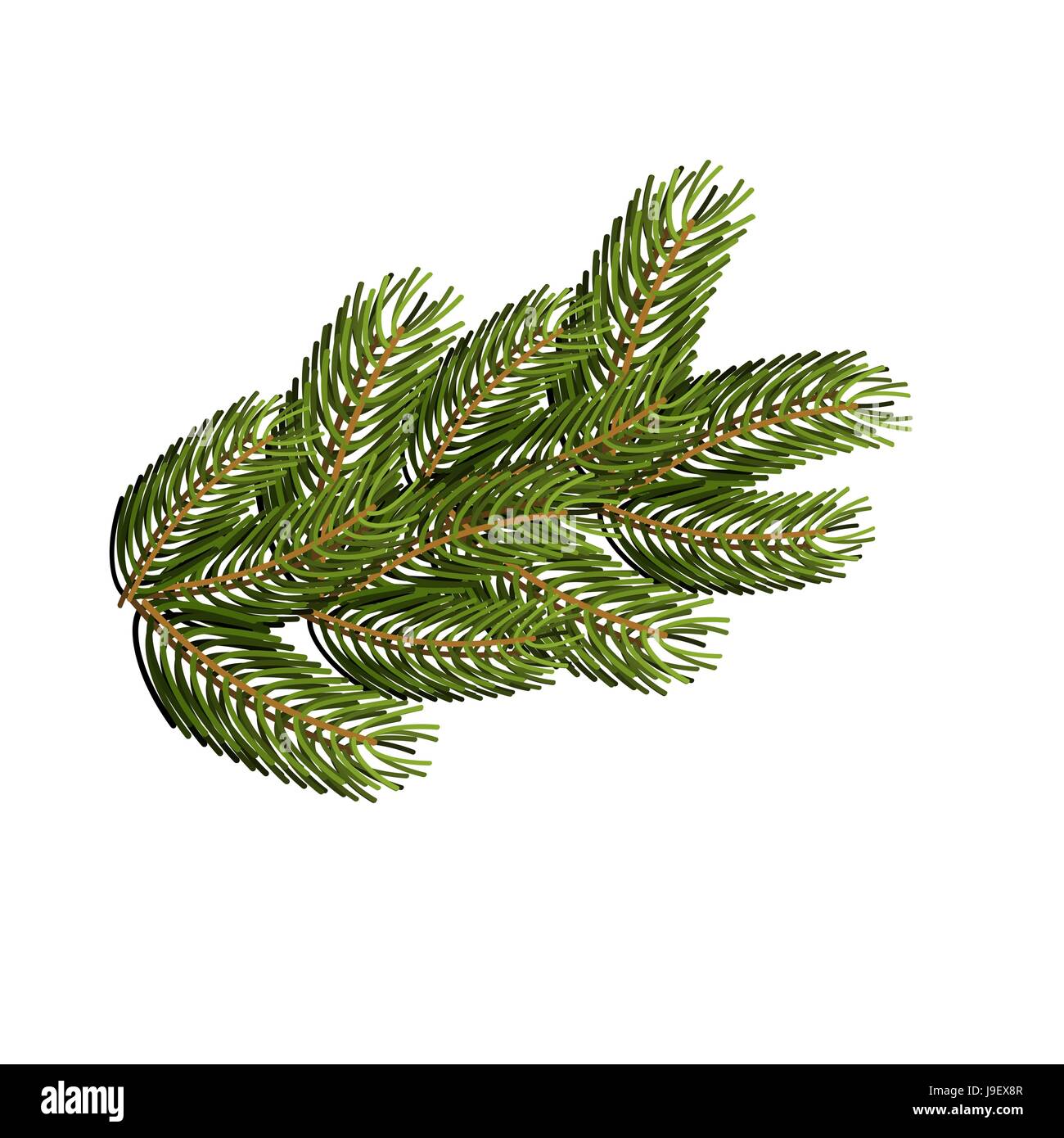 Spruce branch on white background. Christmas tree branch to design for Christmas and new year. Traditional wood for winter holiday. Stock Vector