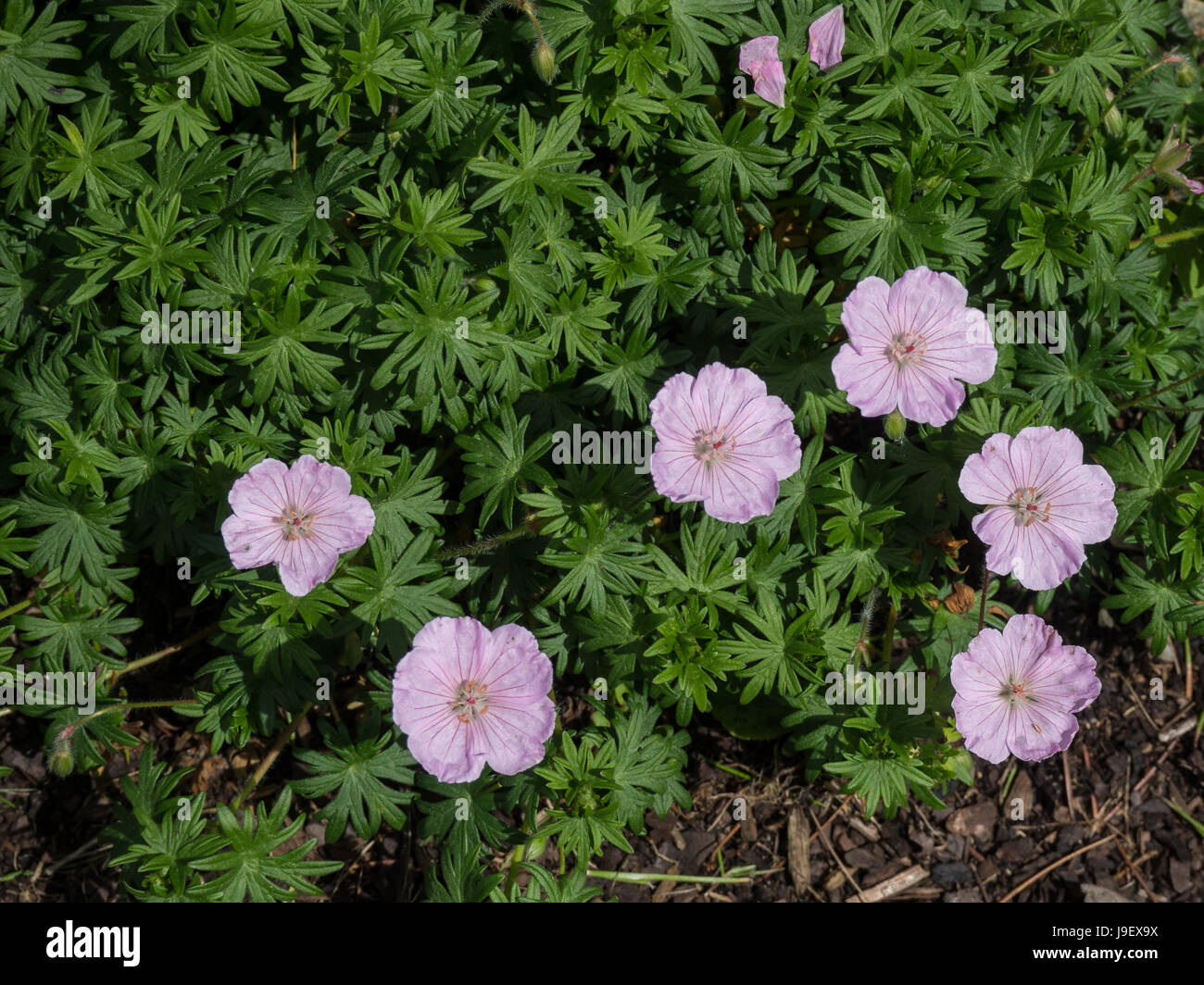 close up of the pink flowers of Geranium sanguineum Splendens Stock Photo
