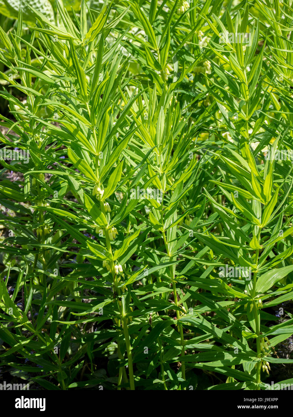 Close up of the flowering stems of Polygonatum verticillatum Serbian Dwarf Stock Photo