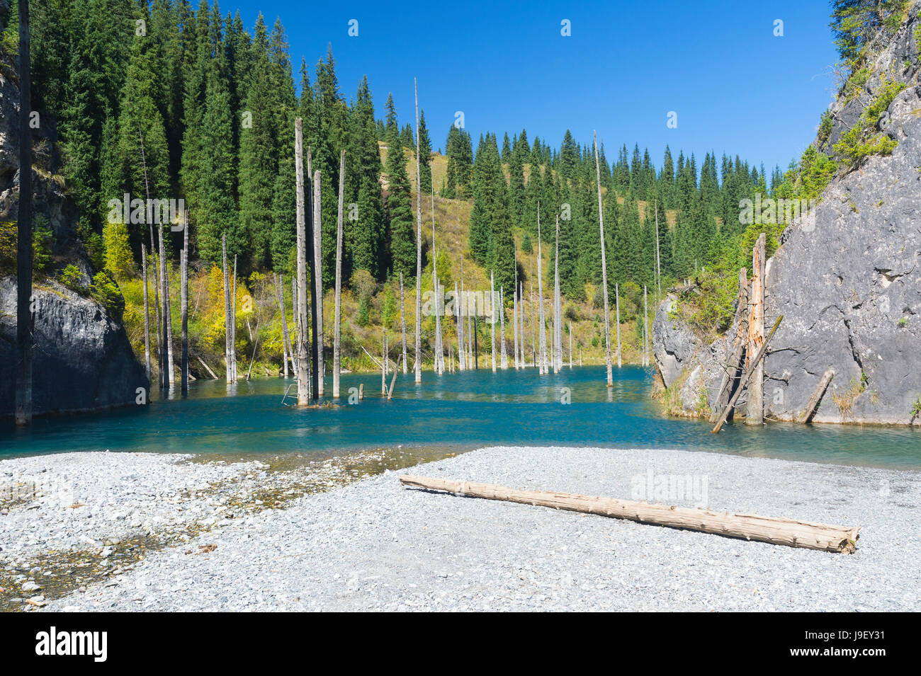 Dried trunks of Picea schrenkiana pointing out of  water in Kaindy lake also known as Birch Tree Lake or Submerged Forest, Tien Shan Mountains, Kazakh Stock Photo