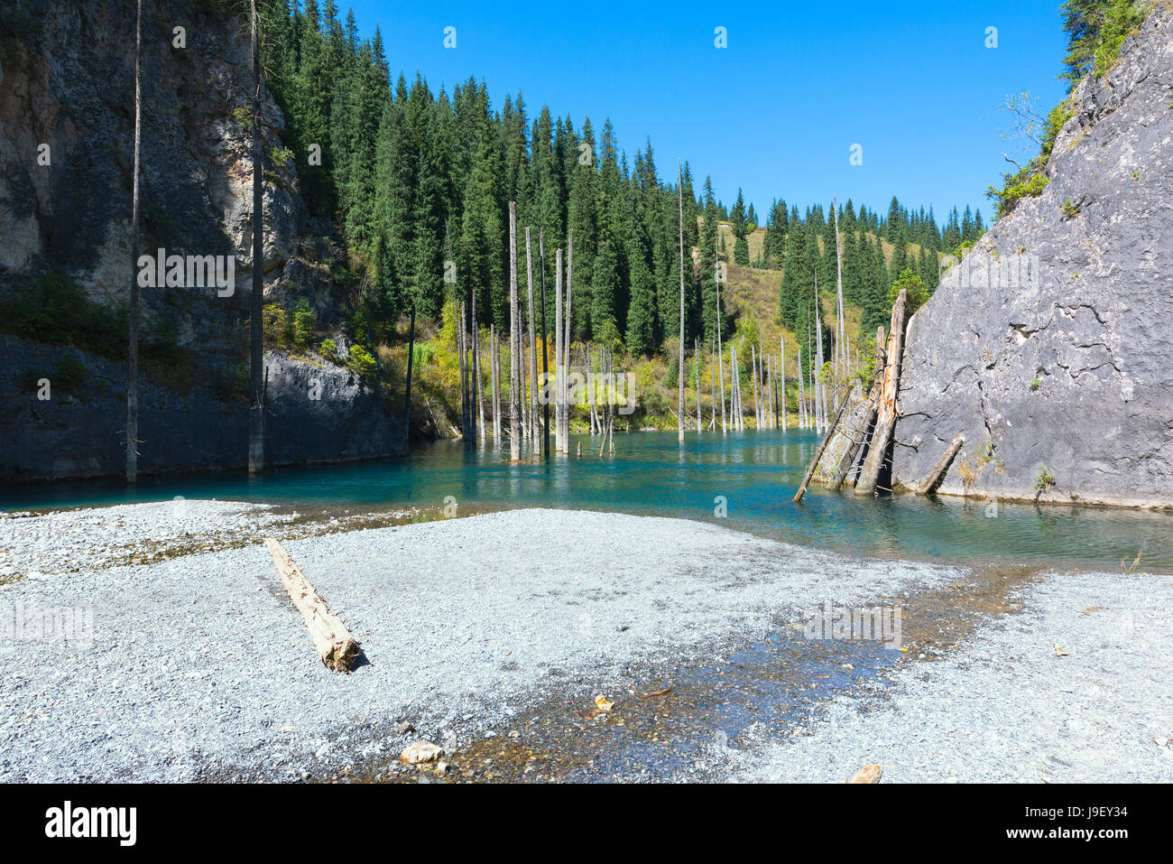 Dried trunks of Picea schrenkiana pointing out of  water in Kaindy lake also known as Birch Tree Lake or Submerged Forest, Tien Shan Mountains, Kazakh Stock Photo
