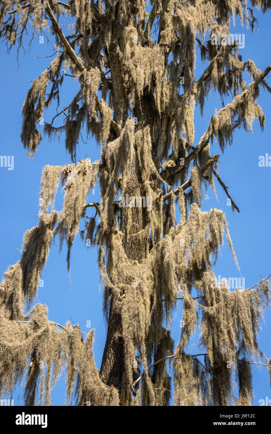 Spanish moss hangs from an oak tree in North Central Florida Stock Photo Alamy