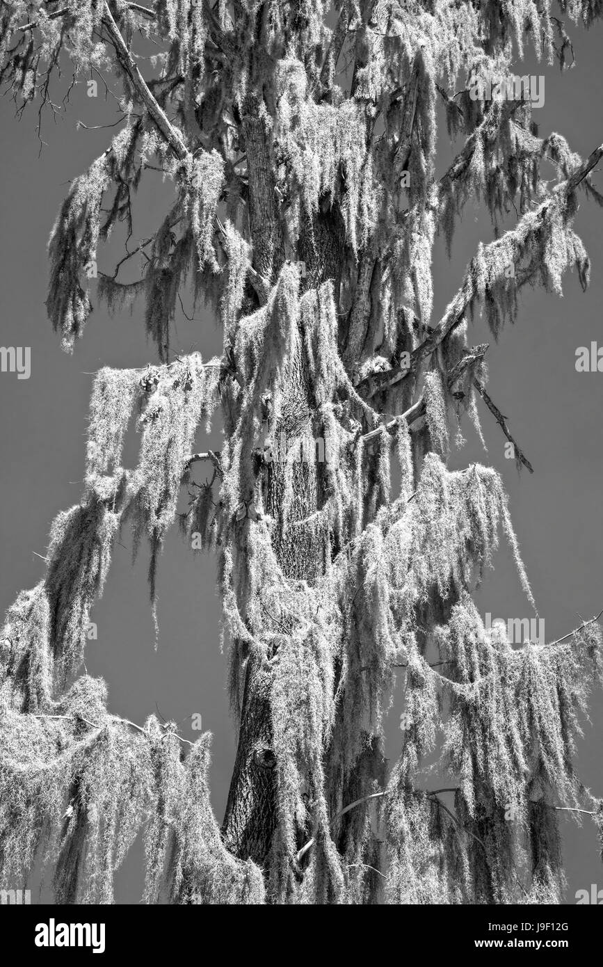 Moss Black and White Stock Photos & Images - Alamy