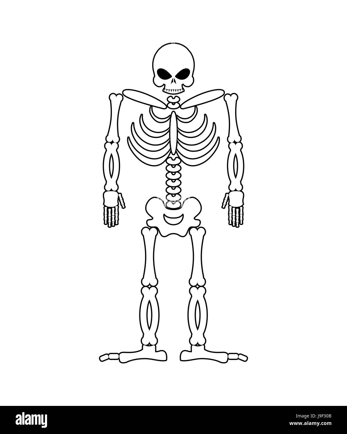 Skeleton on white background. Skull and Bones. Dead isolated Stock Vector