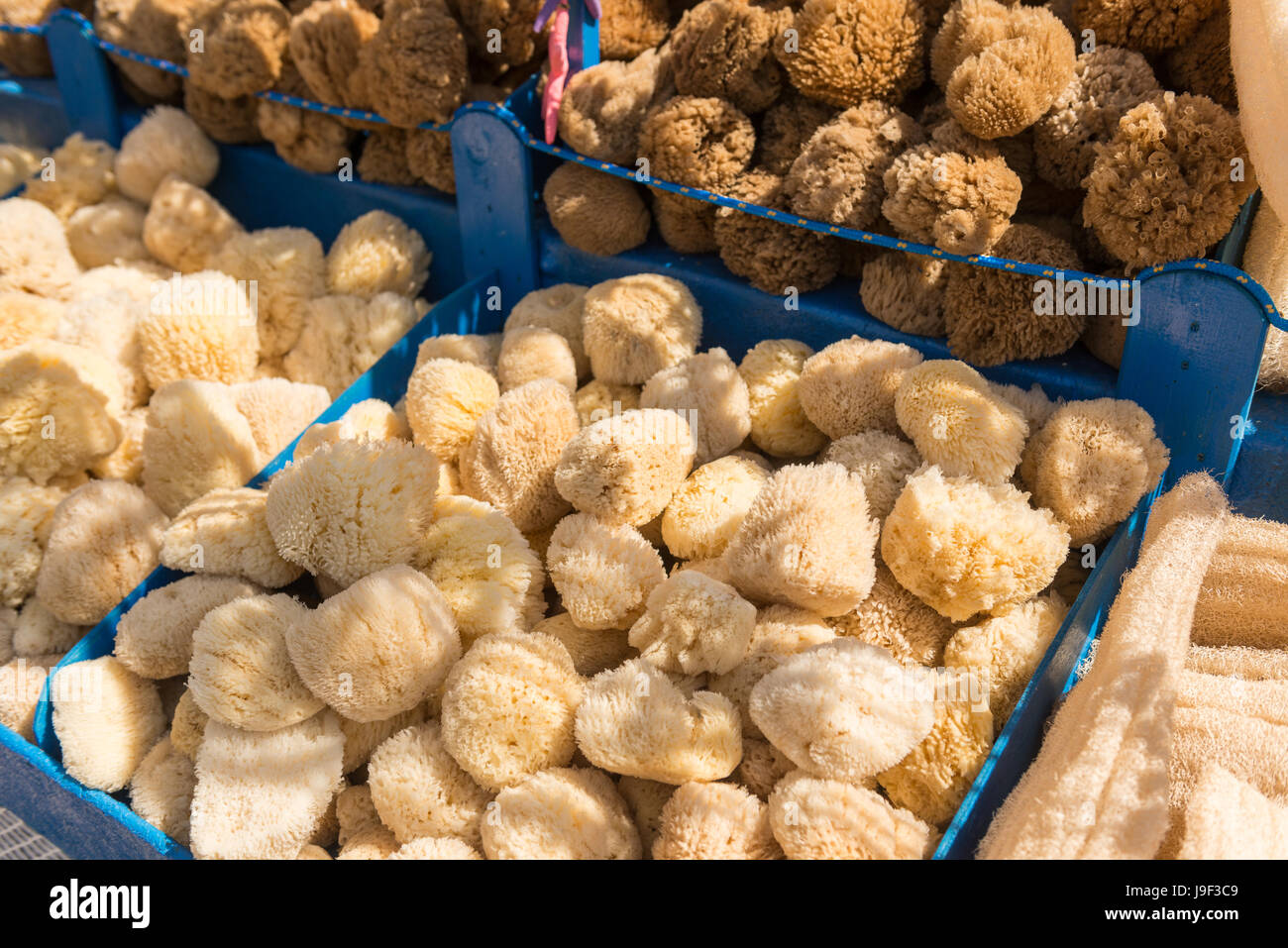 Natural honeycomb sea sponge hi-res stock photography and images - Alamy