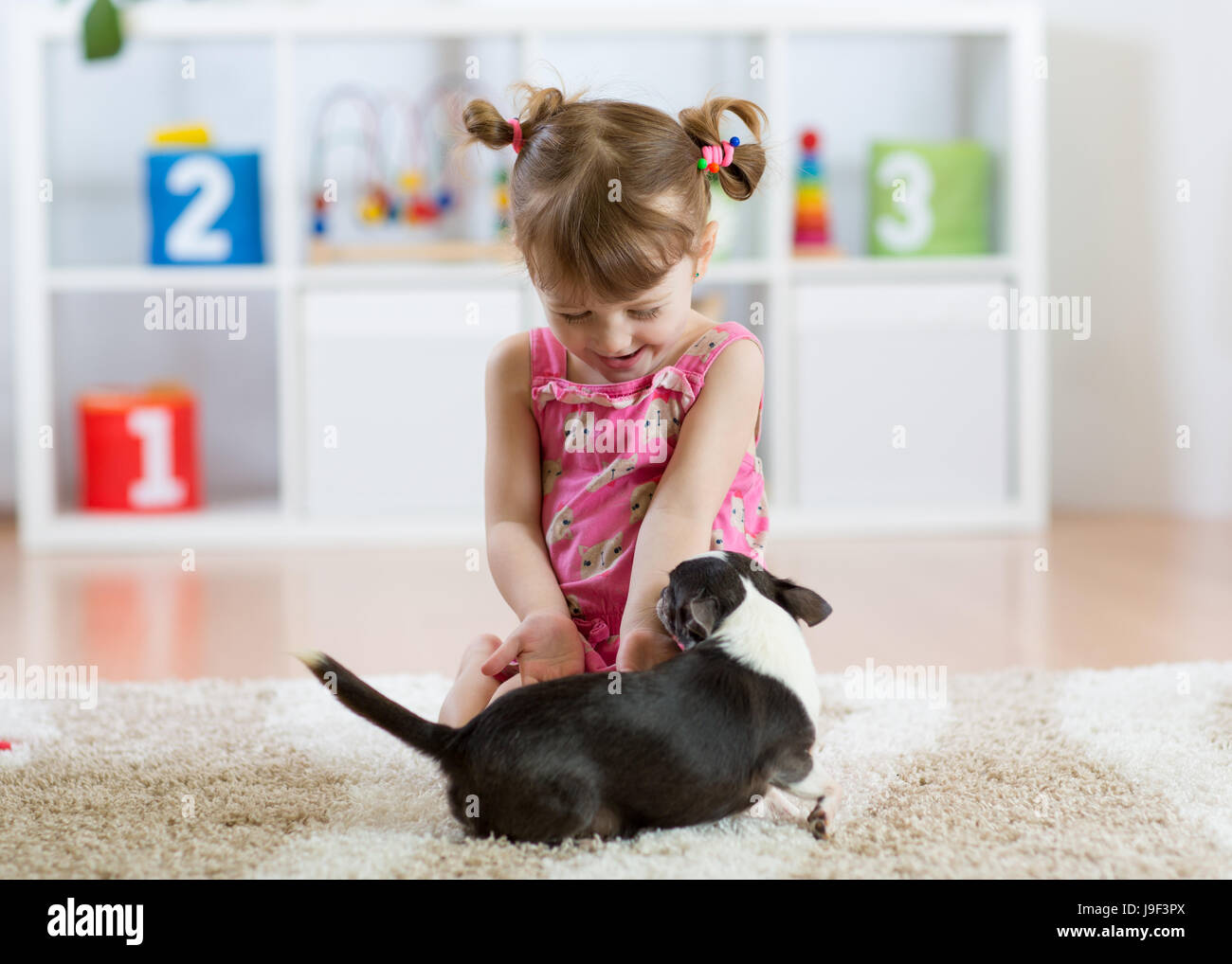 Girl playing with chihuahua pet dog indoor Stock Photo