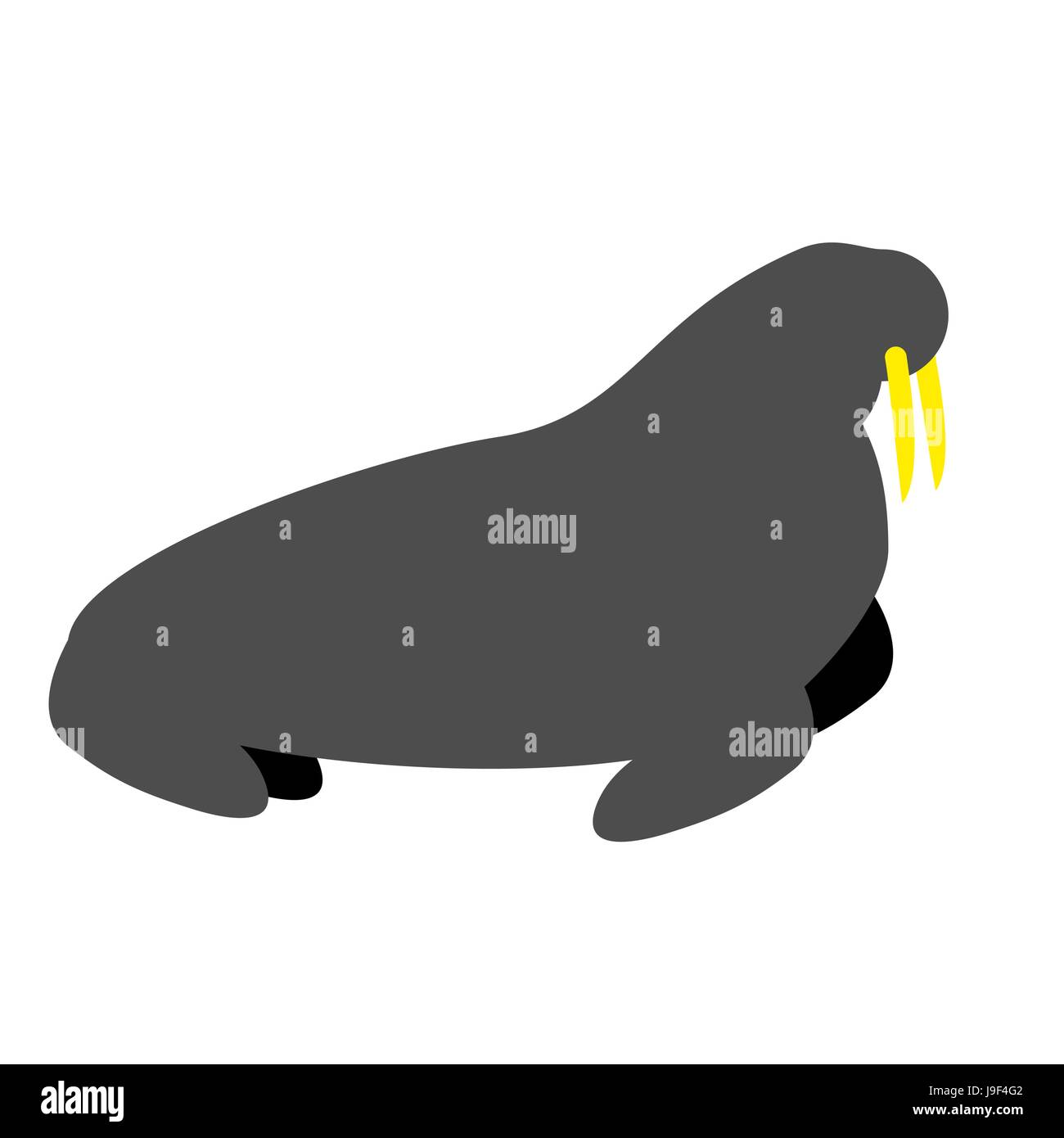 Walrus isolated. Seal on white background. Wild animal north pole. Beast of Arctic and Antarctic Stock Vector