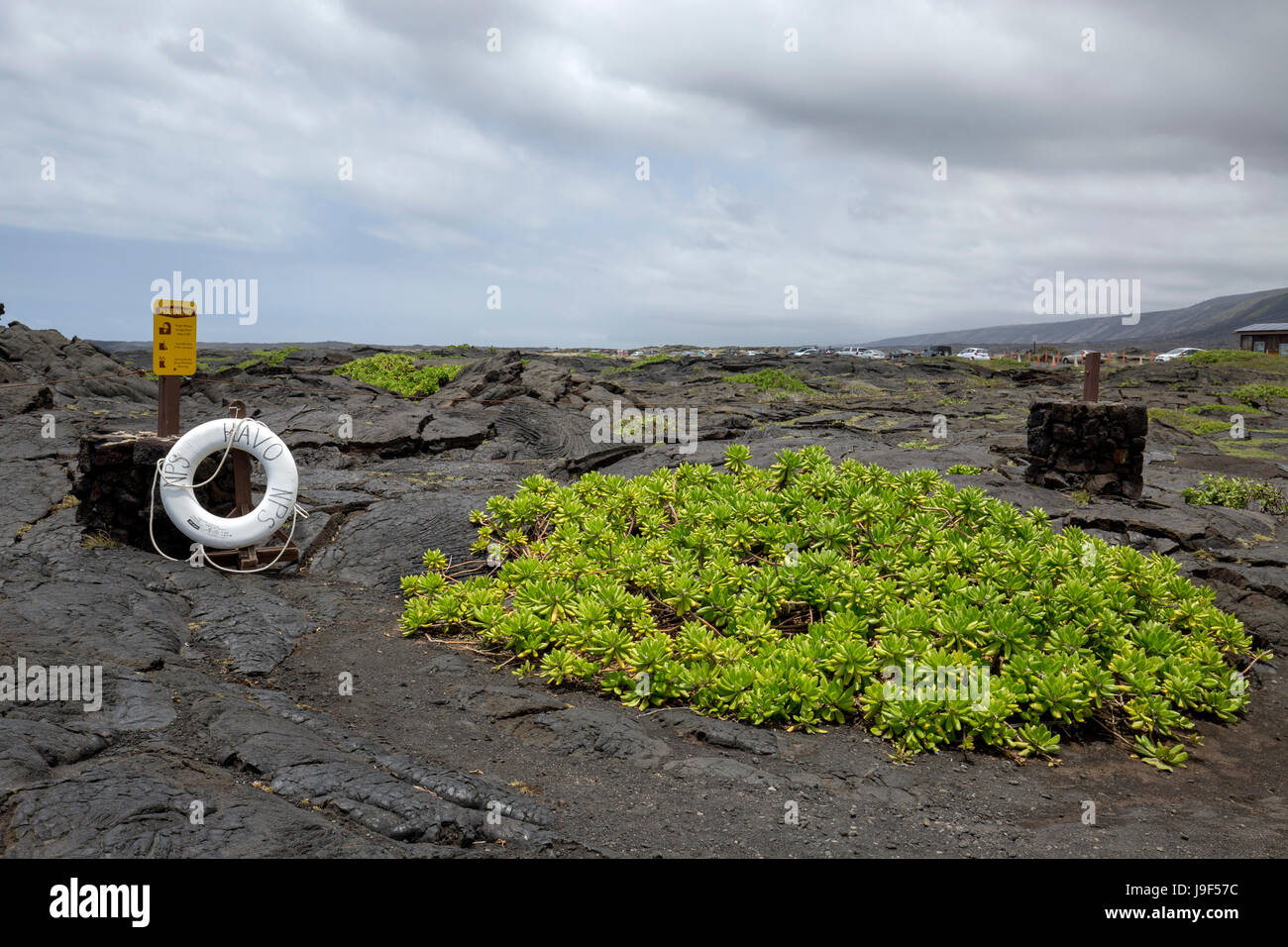 Large patch of scaevola sencea growing on lava rock in the Volcanoes National Park. Stock Photo