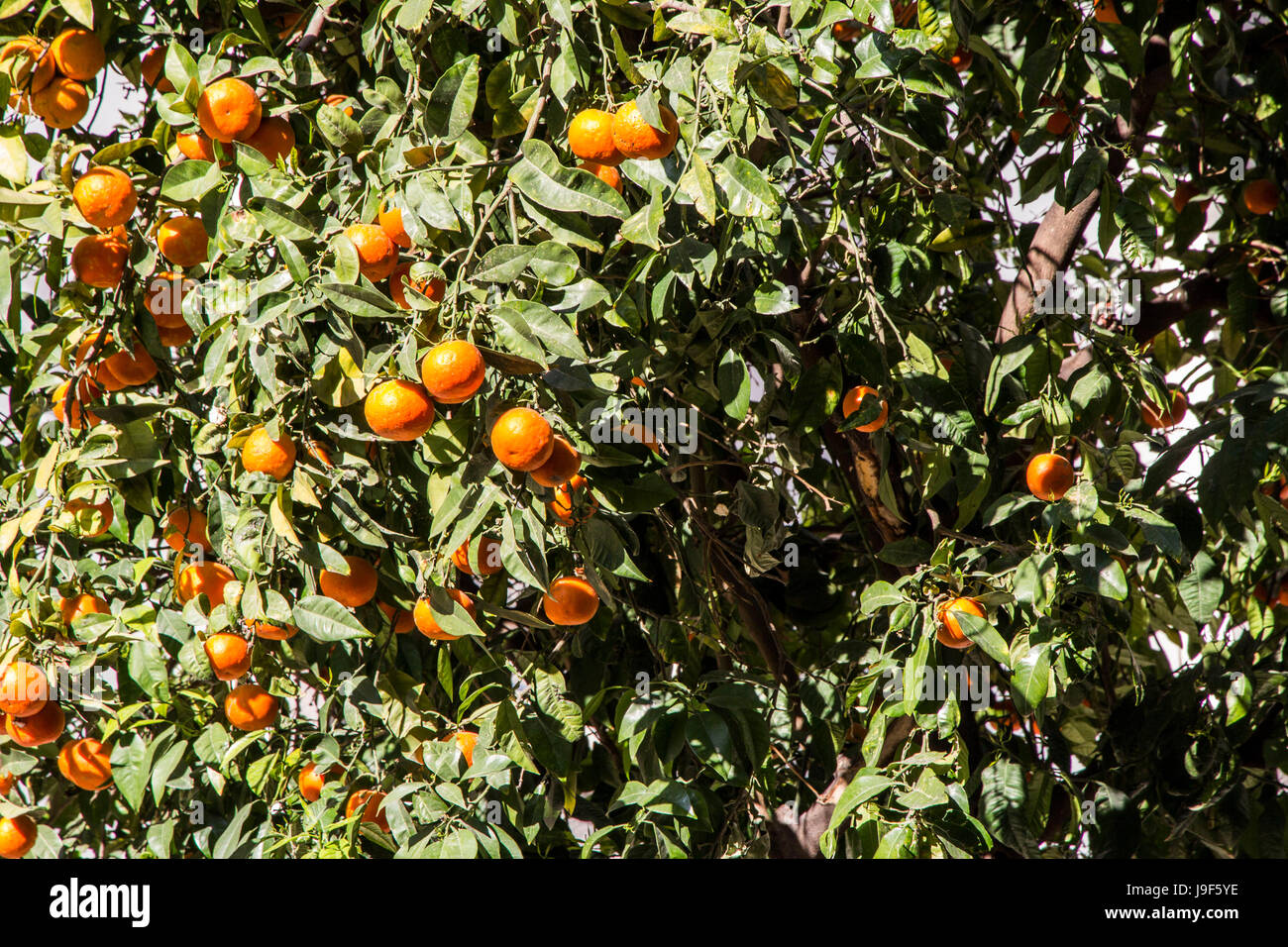 Orange tree (Valencia, of course) in Valencia, Spain. Stock Photo