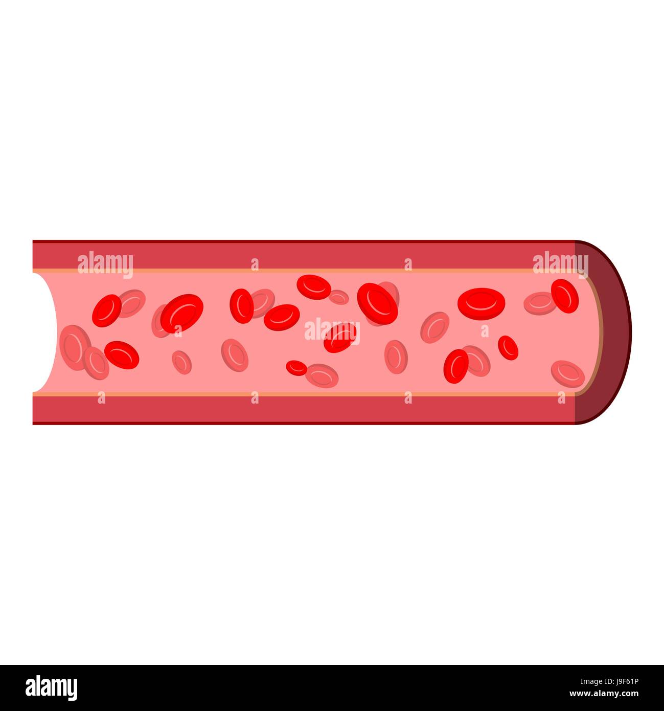 Blood vessels structure isolated. vein on cut. Red cells and