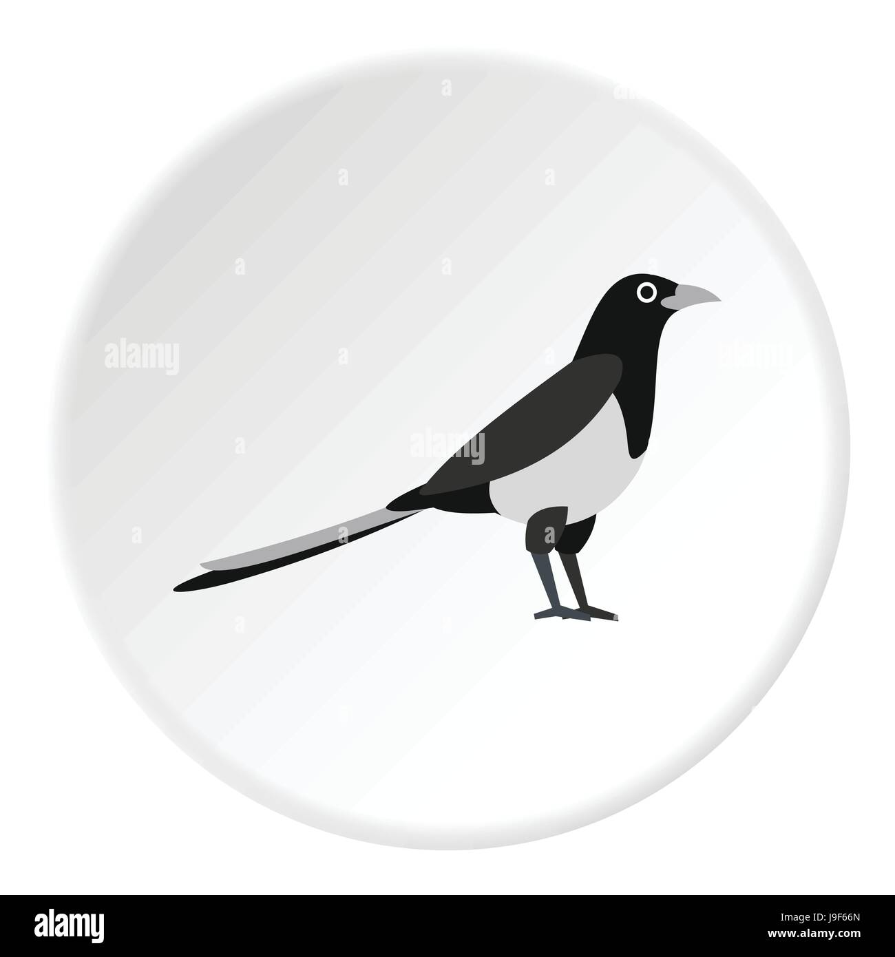 Magpie icon, flat style Stock Vector Image & Art - Alamy