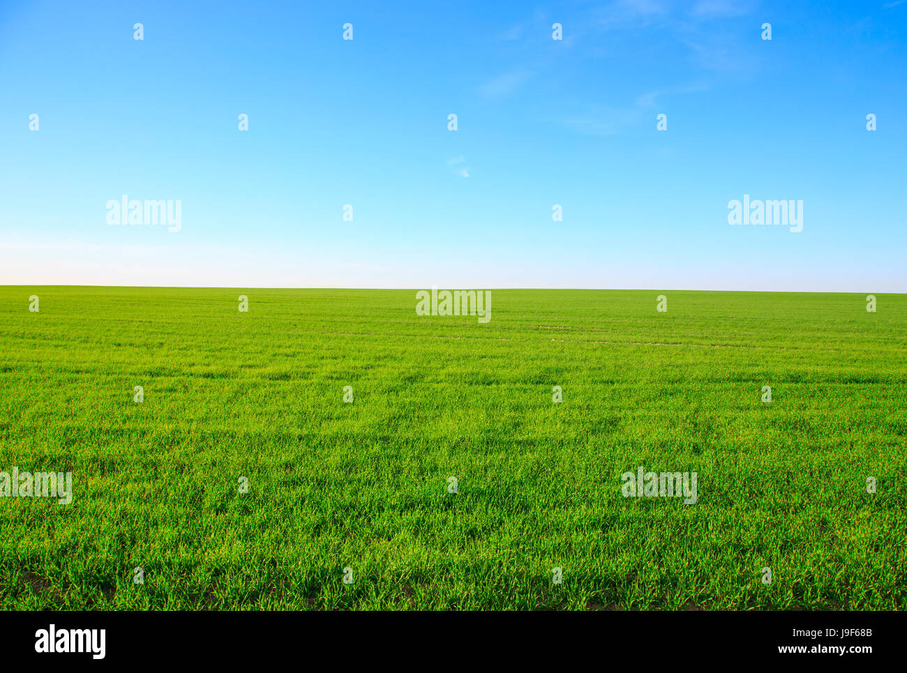 Empty field with green grass and blue sky in the background Stock Photo