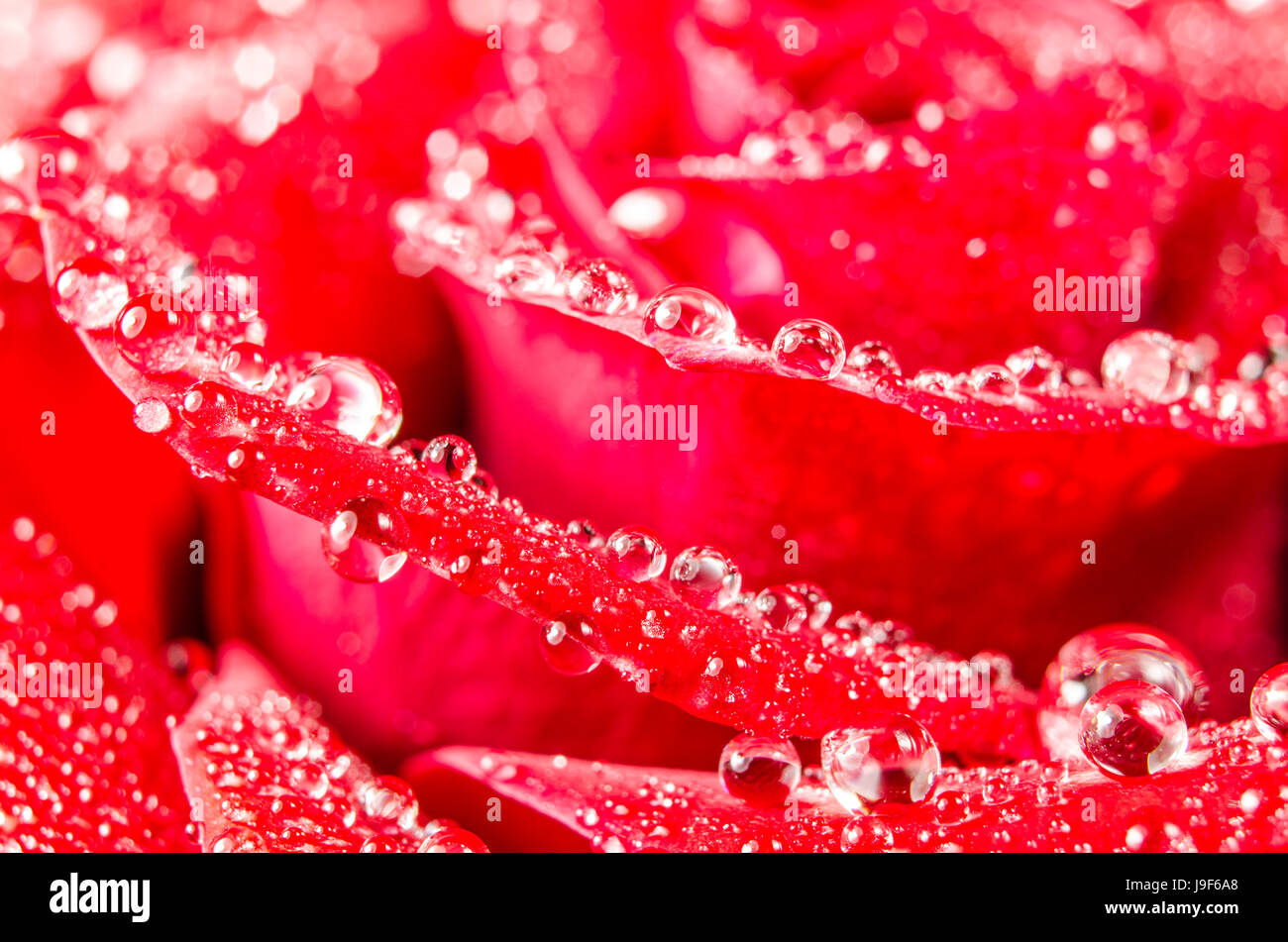 Macro of rose flower with water drops Stock Photo - Alamy