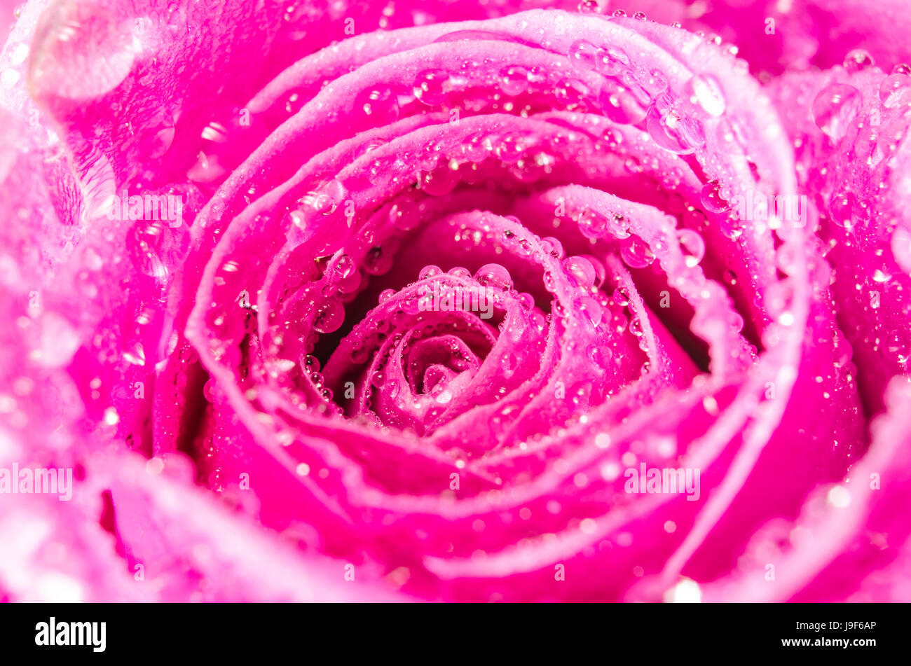 Macro of pink rose flower with water drops Stock Photo - Alamy