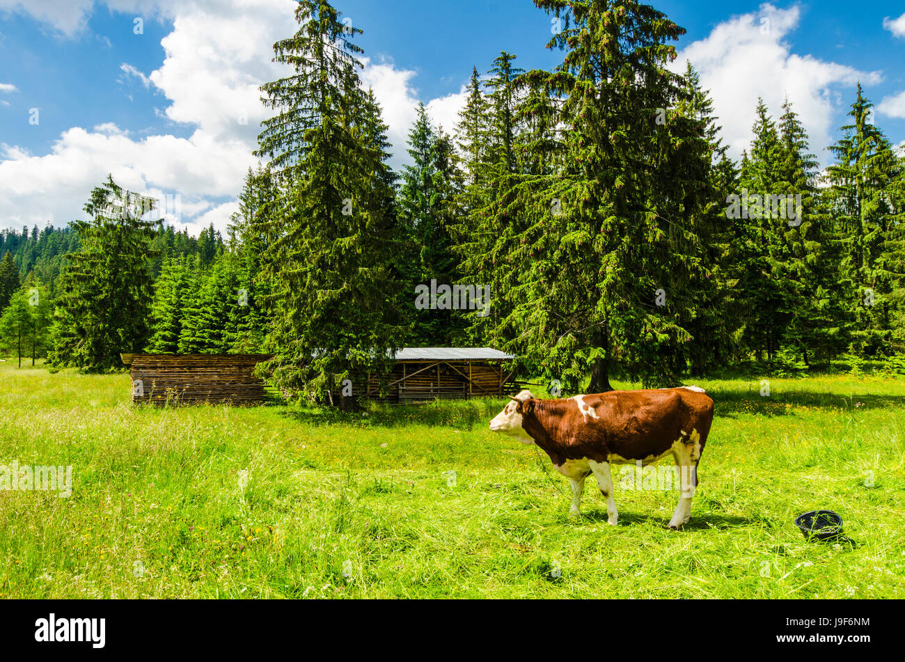 Cow on a meadow Stock Photo - Alamy