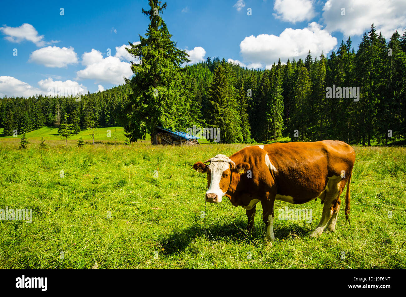 Cow on a meadow Stock Photo - Alamy