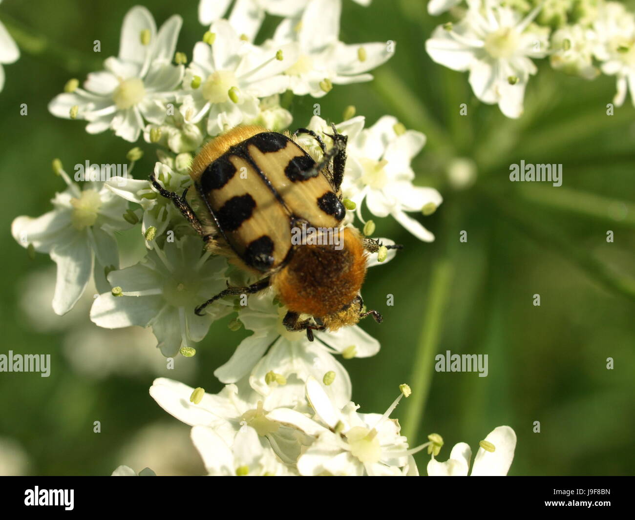 Blatthornkfer hi-res stock photography and images - Alamy