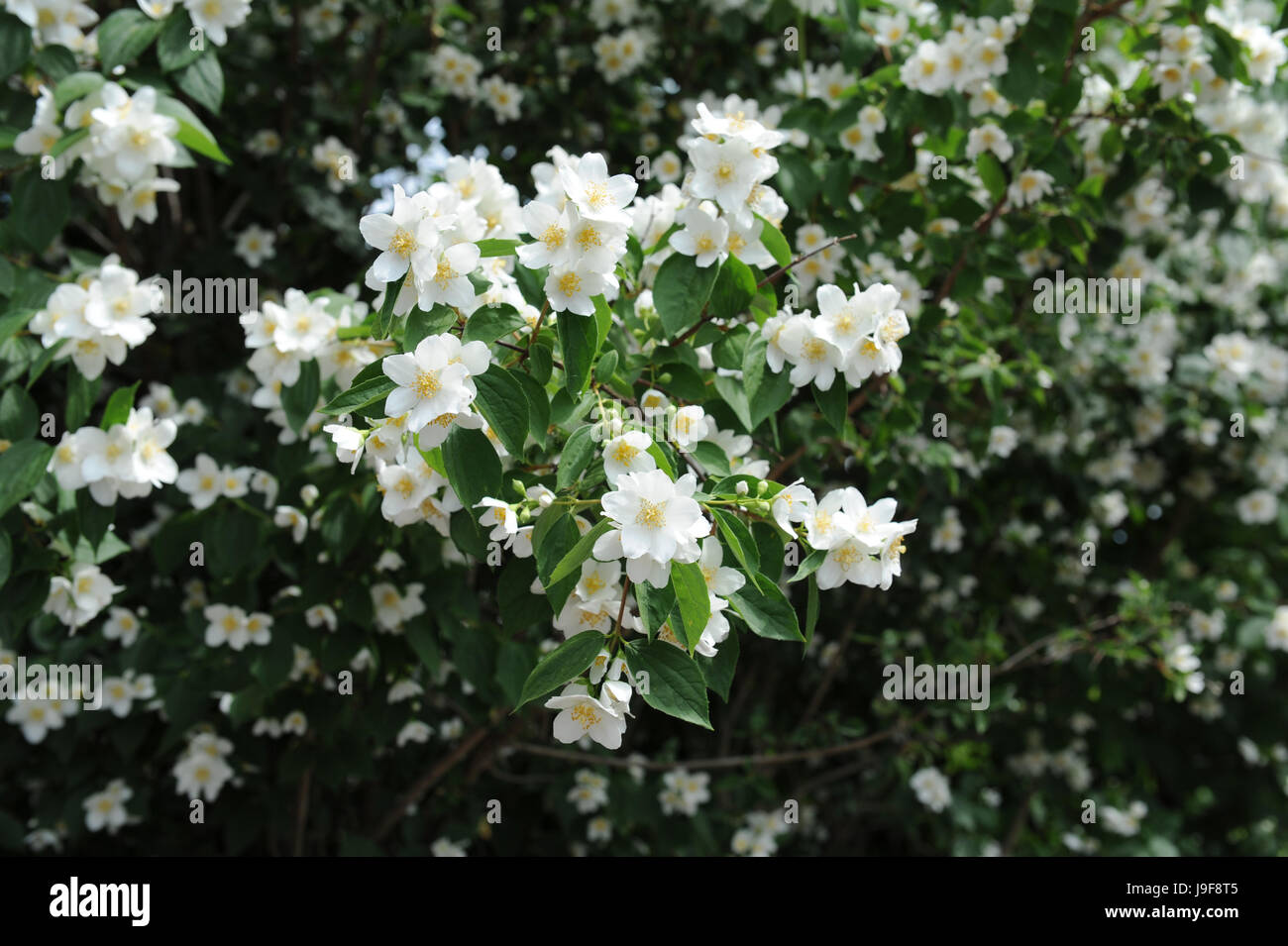 blank, european, caucasian, blossoms, shrub, bleed, jasmin, bloom, blossom, Stock Photo