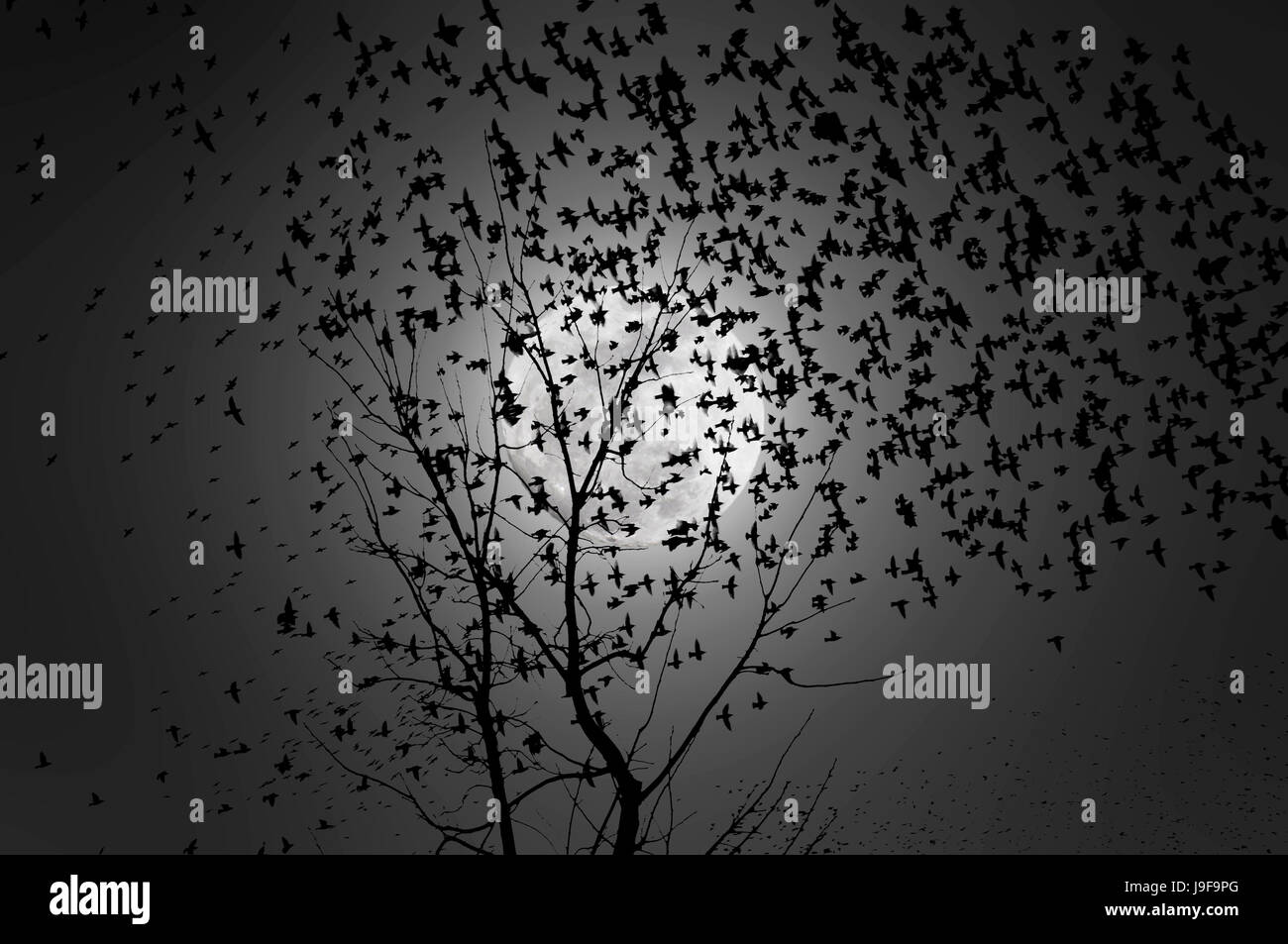 Background image of a flock of birds flying in the moonlight Stock Photo
