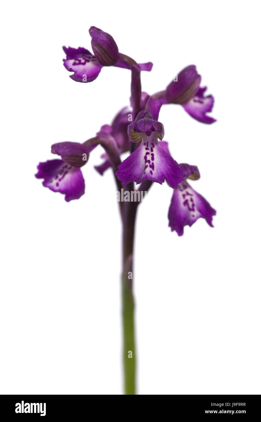 Purple variation of wild Green-winged Orchid (Anacamptis morio subsp. picta) inflorescence isolated over a white background and with selective focus a Stock Photo
