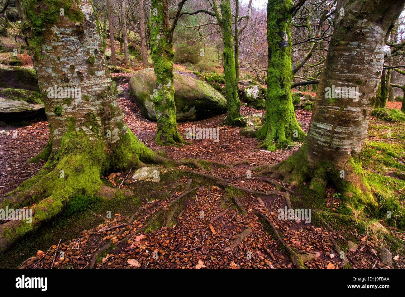 environment, enviroment, tree, trees, winter, ground, soil, earth ...