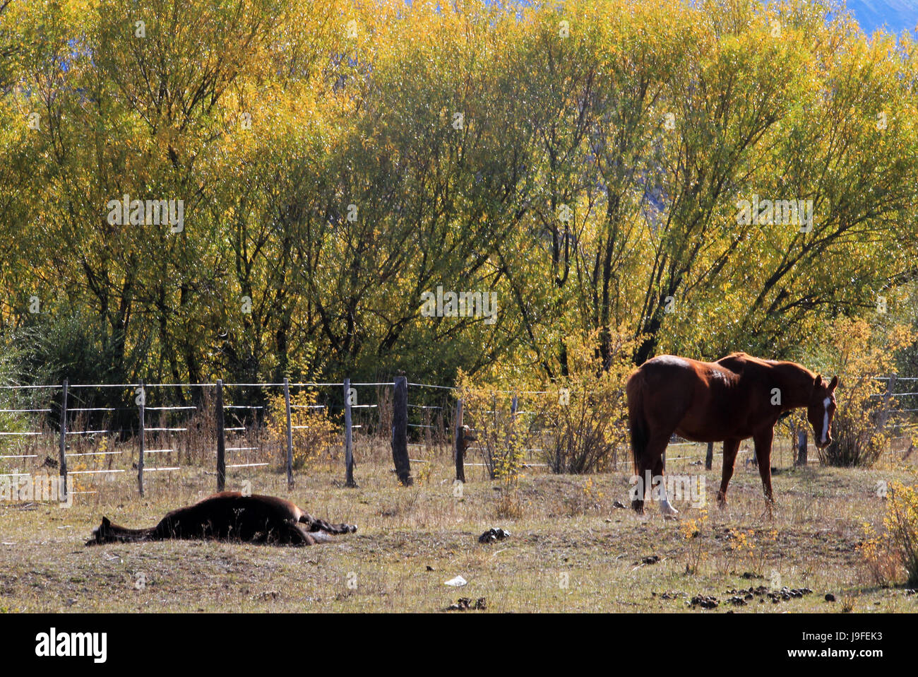 Horses in front of Butch Cassidy and Sundance Kid House, Cholila, Argentina Stock Photo