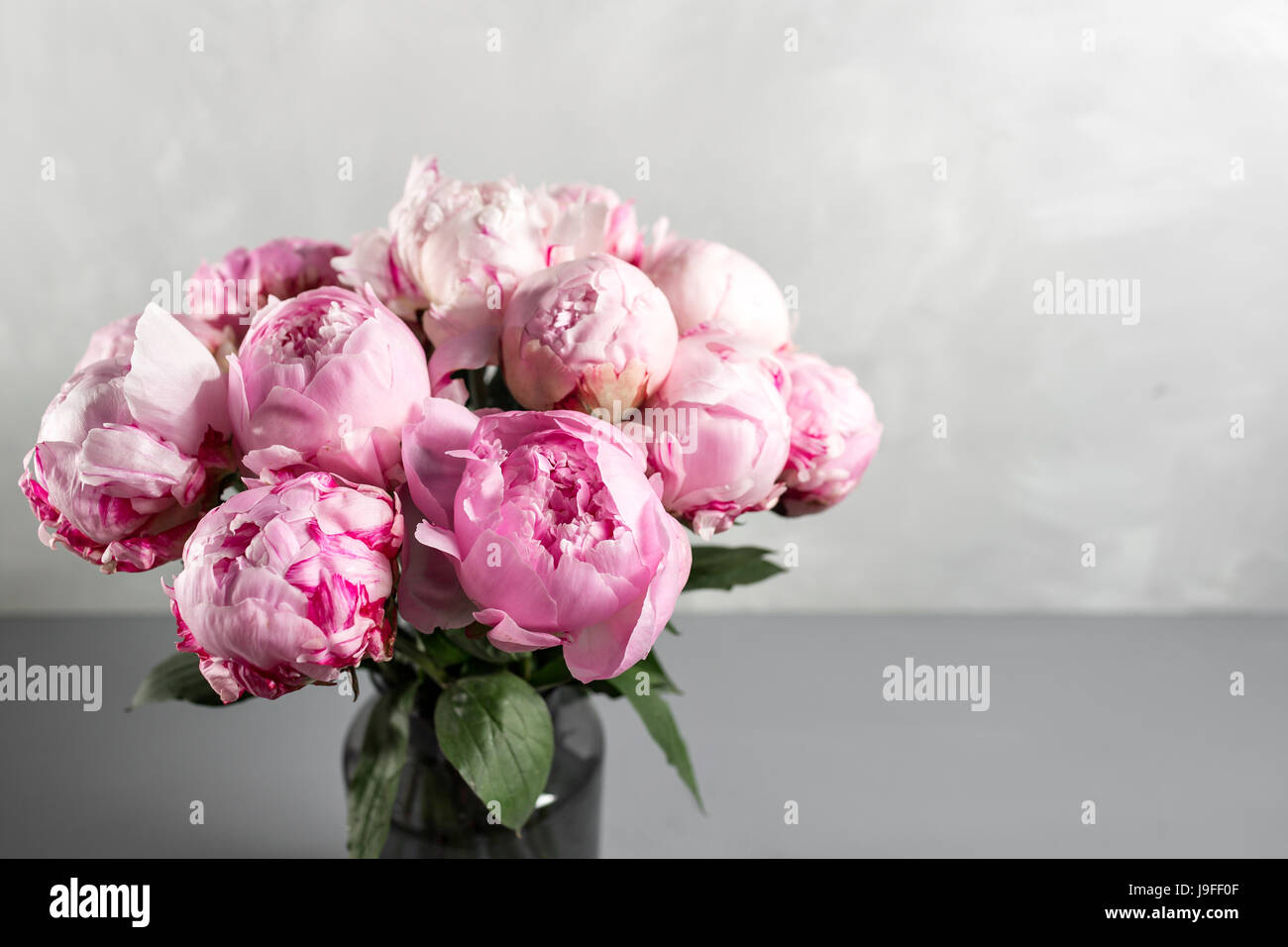 Pink peony flower on a gray background.copy space Stock Photo - Alamy